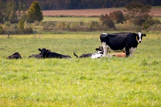 A group of cows laying down in a field