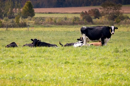 A group of cows laying down in a field