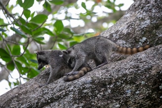 A couple of Raccoons that are sitting in a tree