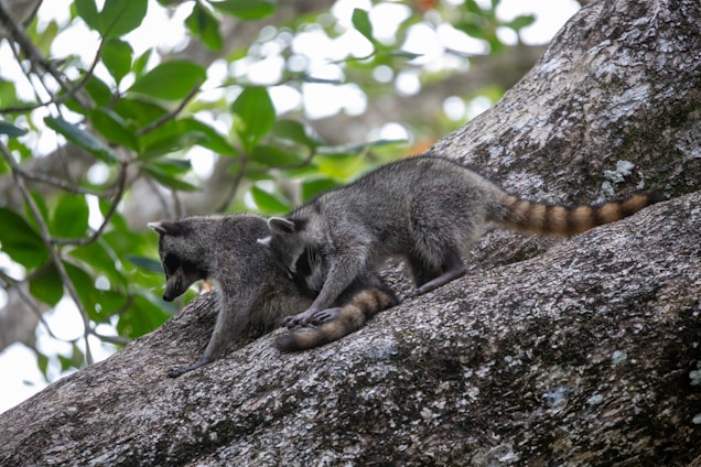 A couple of Raccoons that are sitting in a tree