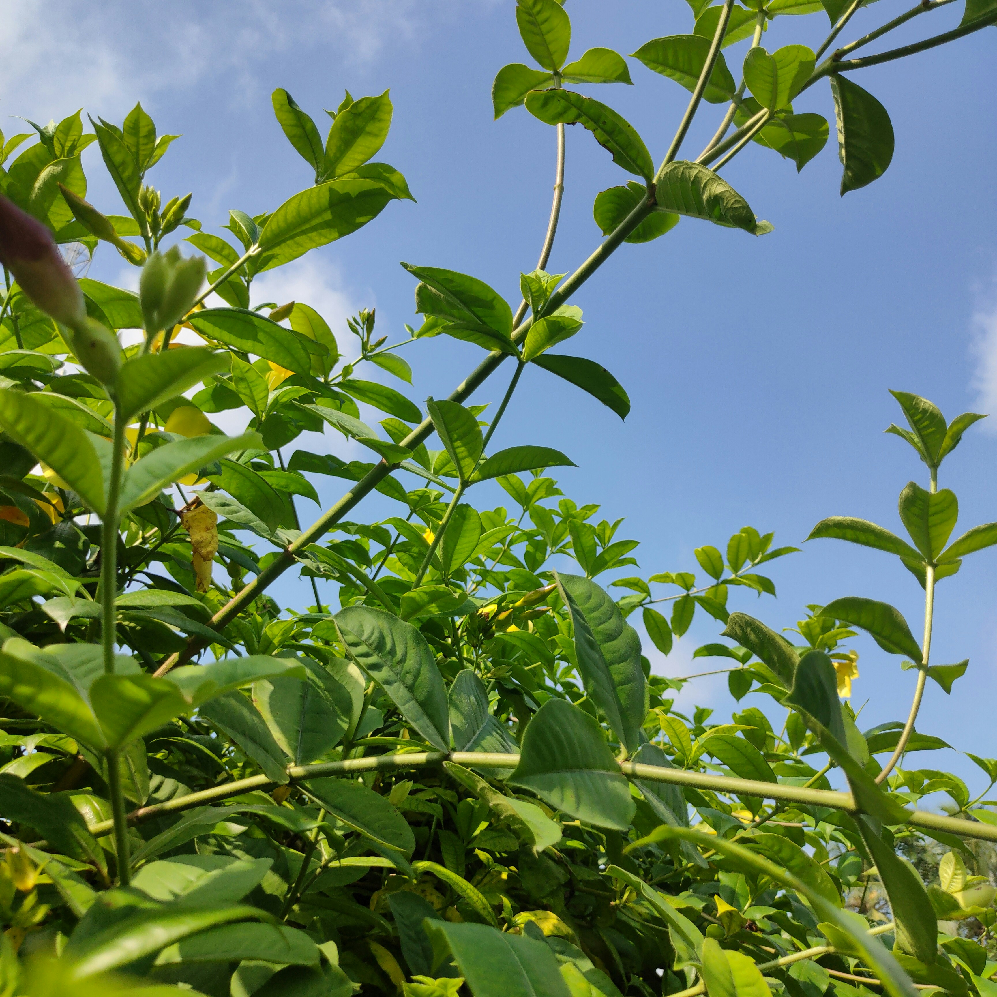 Photo by tusharkanta268633