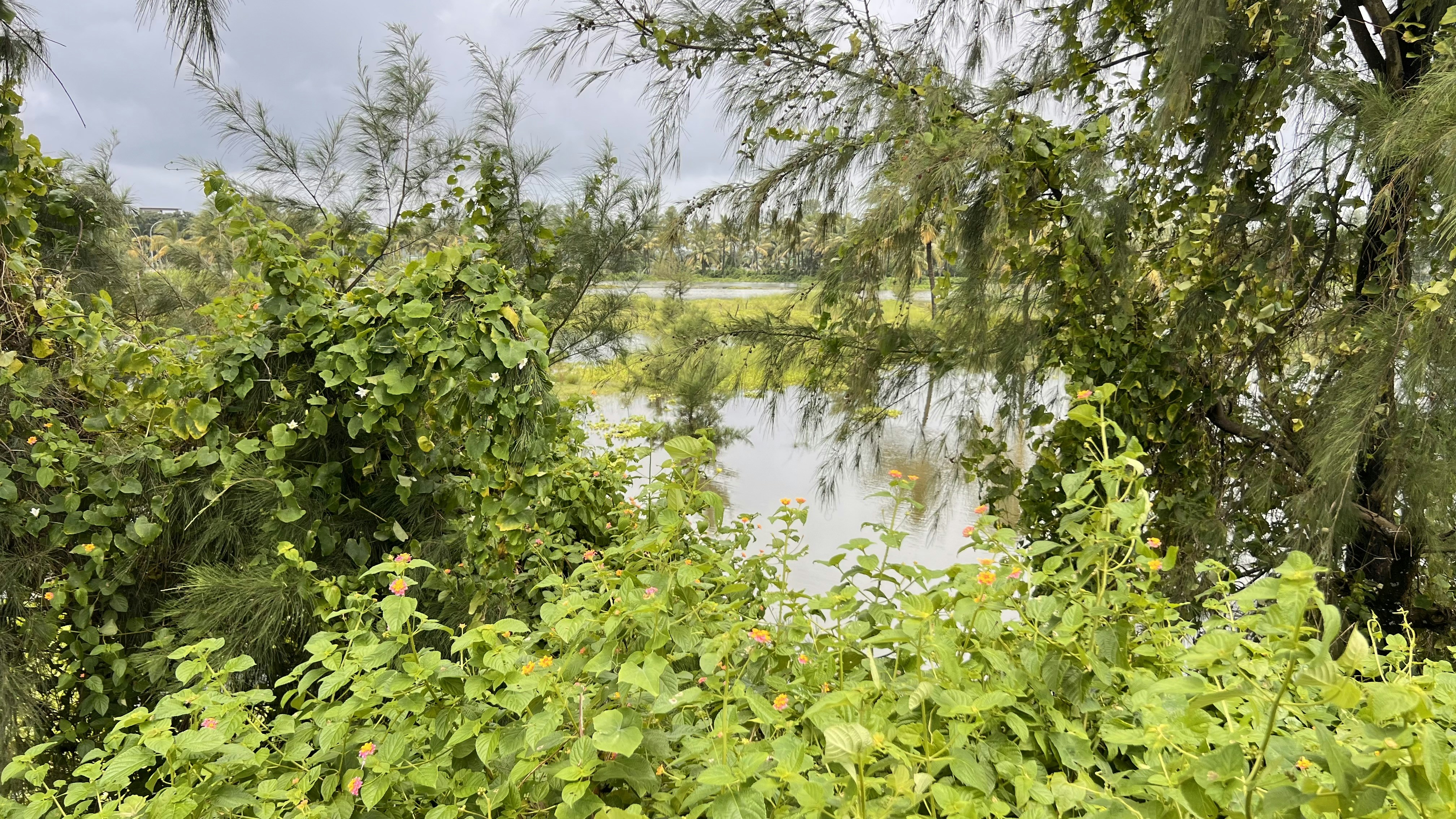 A body of water surrounded by trees and bushes