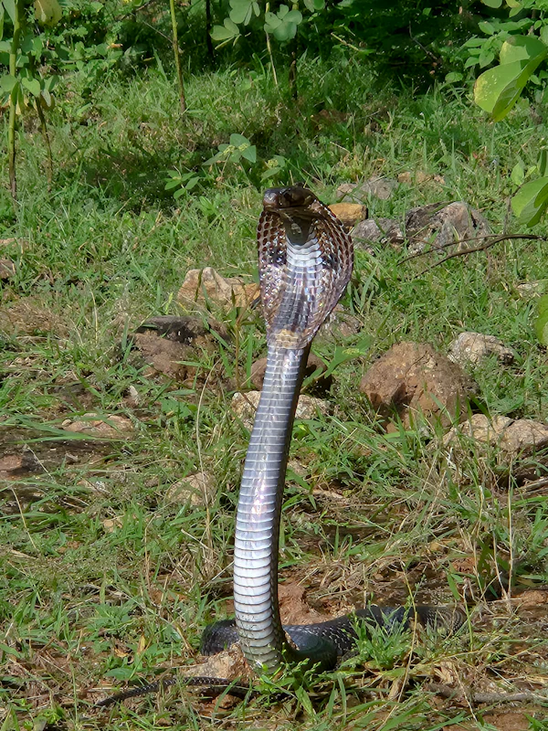 Snake Related Post Image