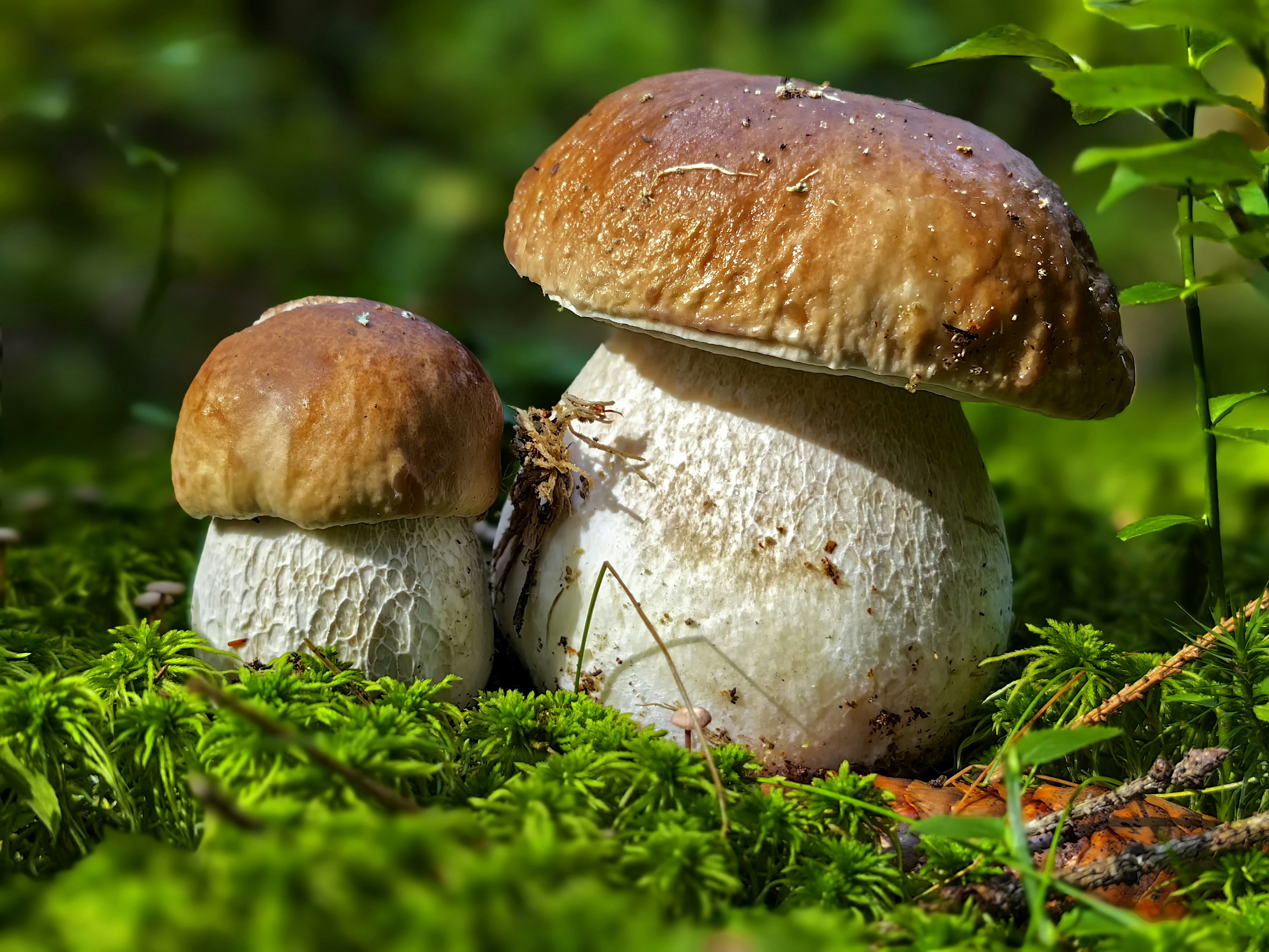 Maitake Mushroom for Blood Sugar: What the D-Fraction Research Actually Shows