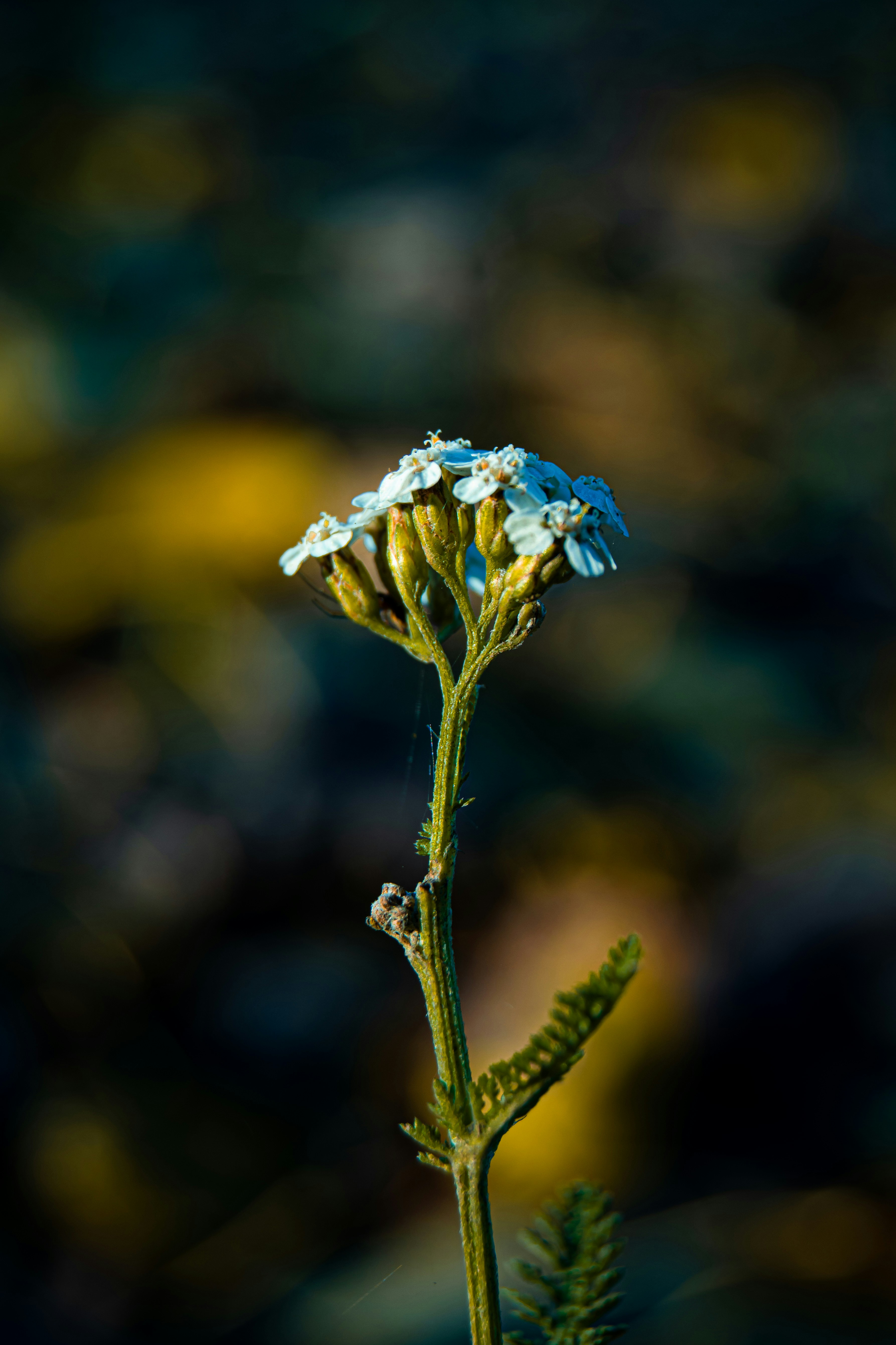A small white flower with a blurry background - Free Photo on Unsplash