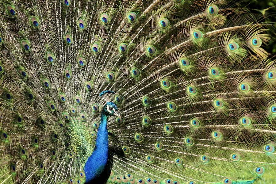 Peacock