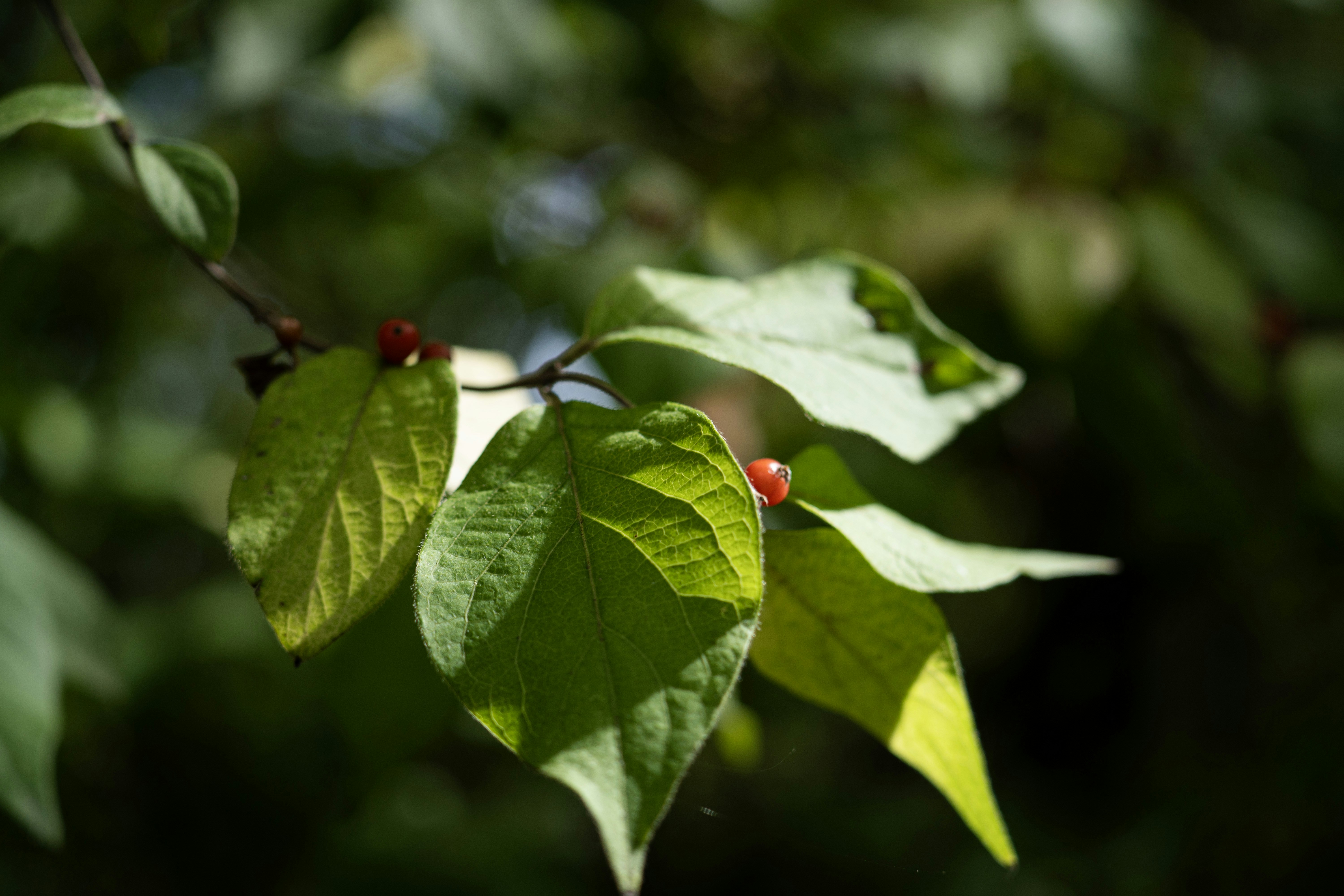 Photo by seandogjani