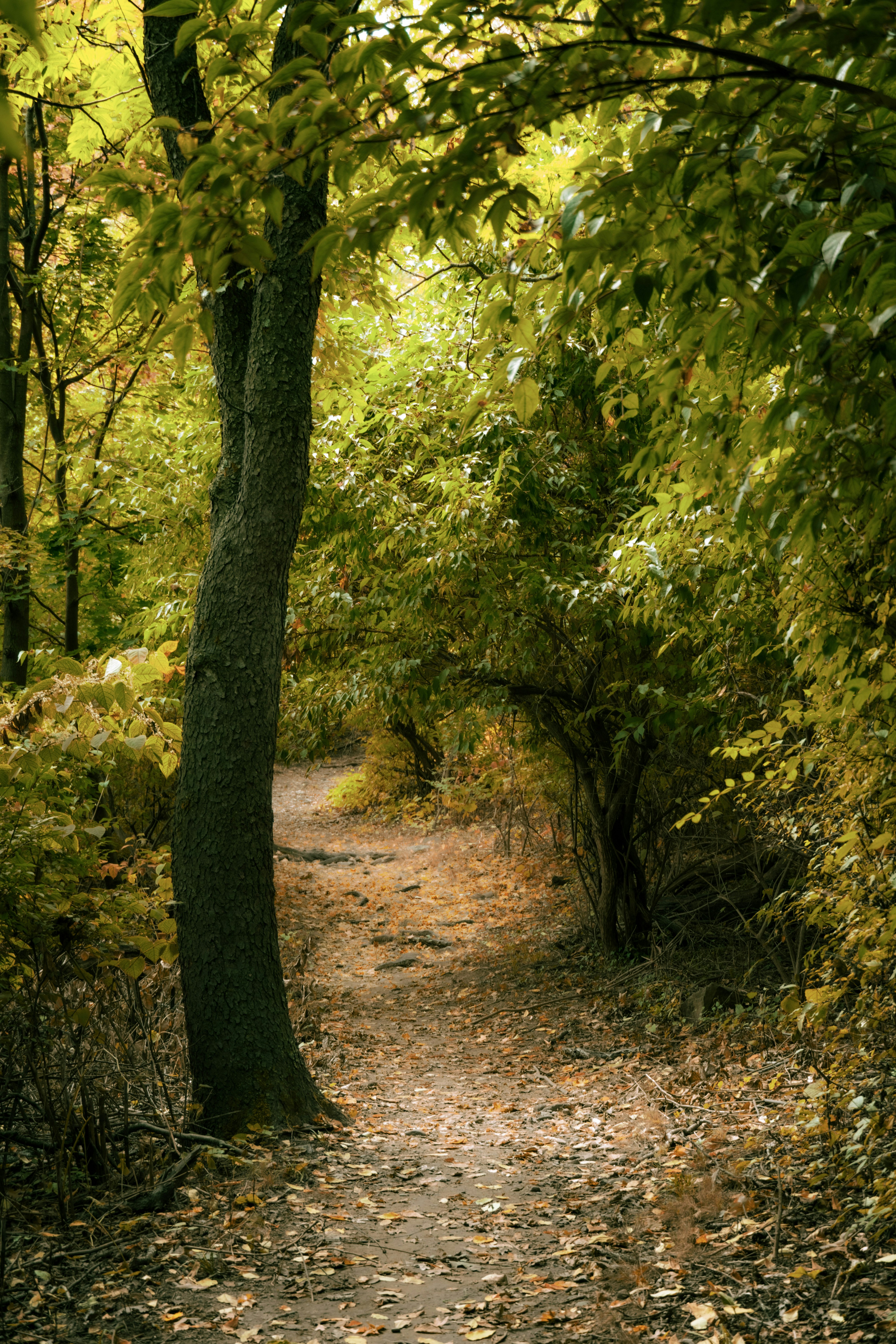 Photo by seandogjani