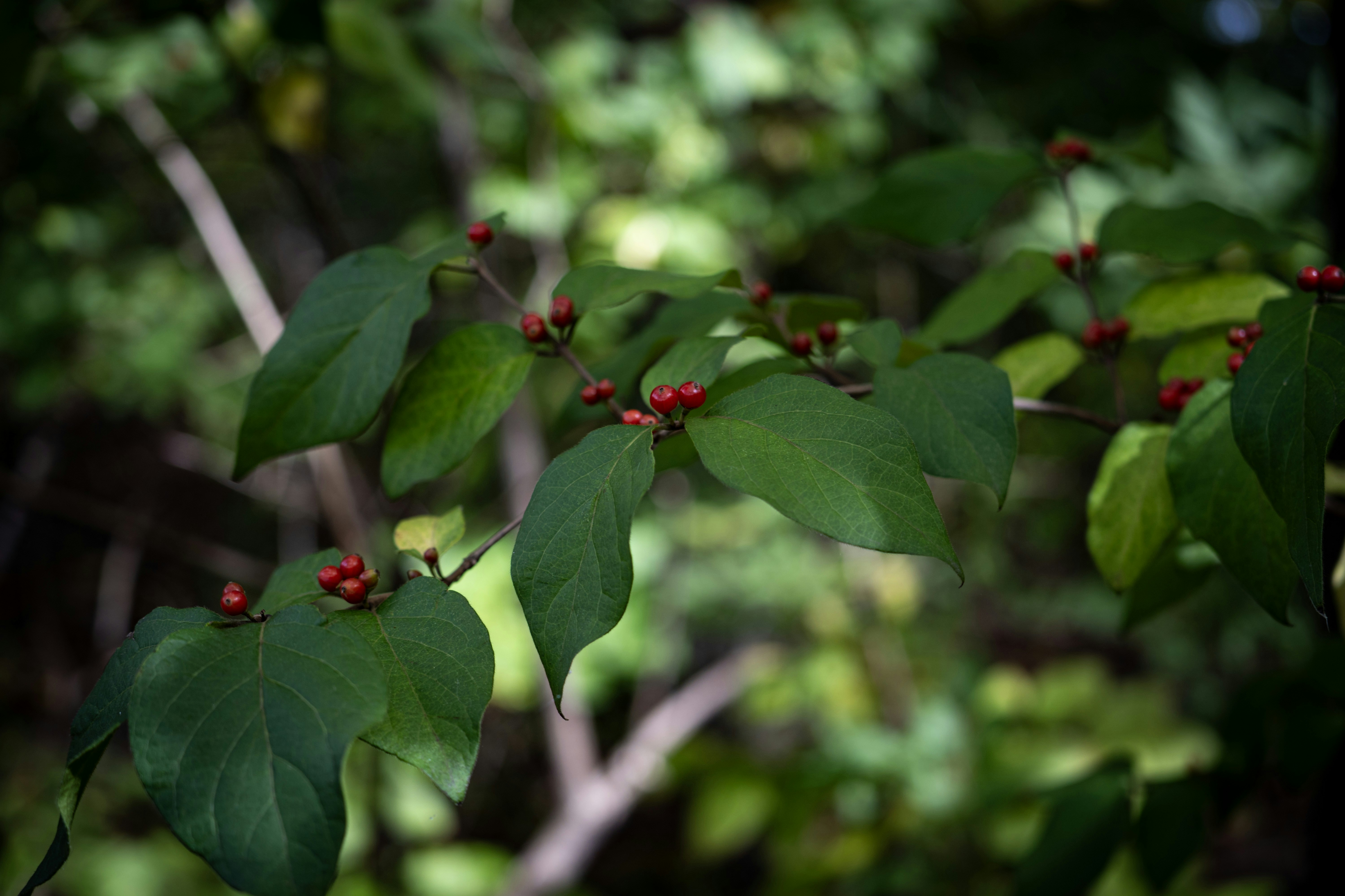 Photo by seandogjani