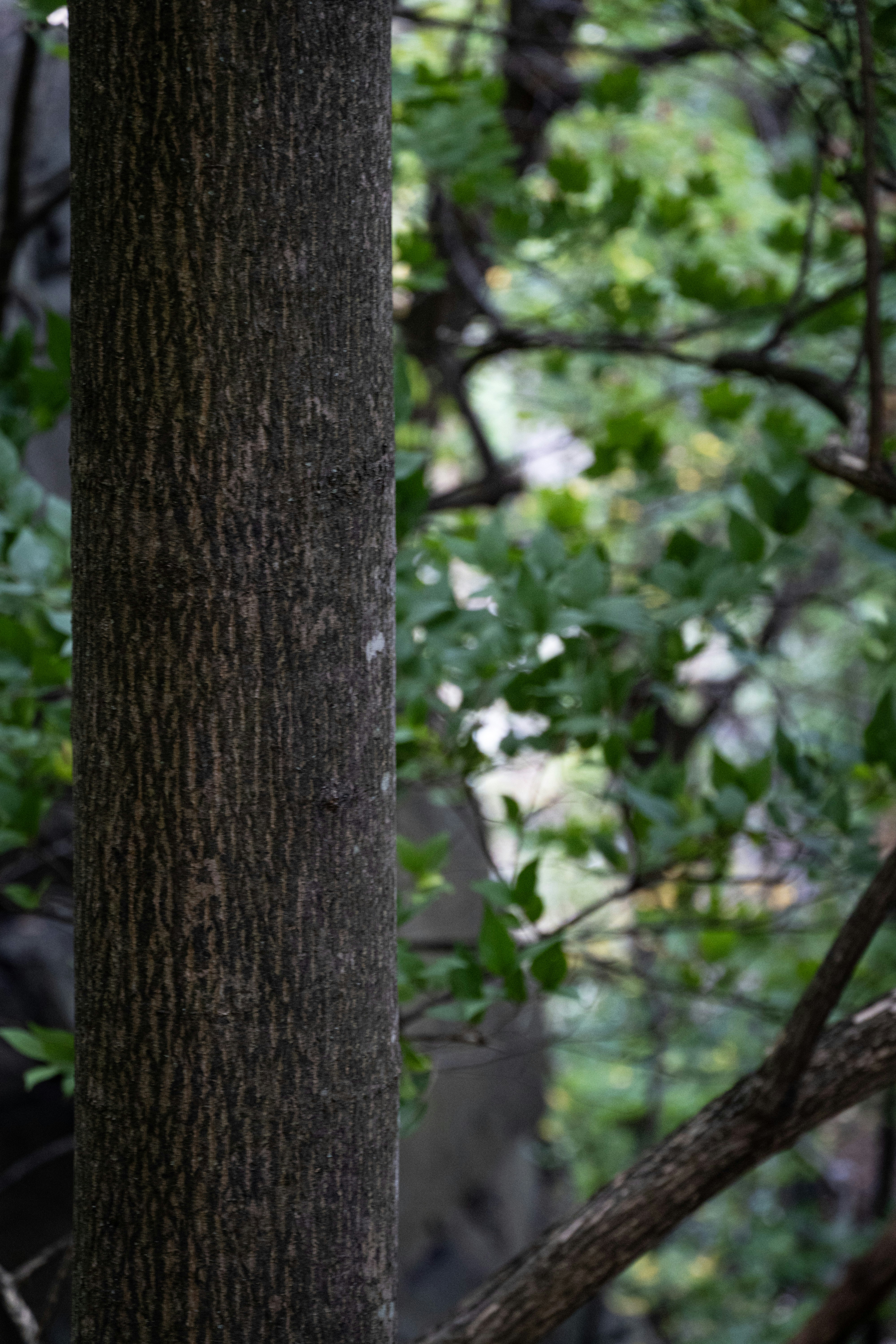 Photo by seandogjani