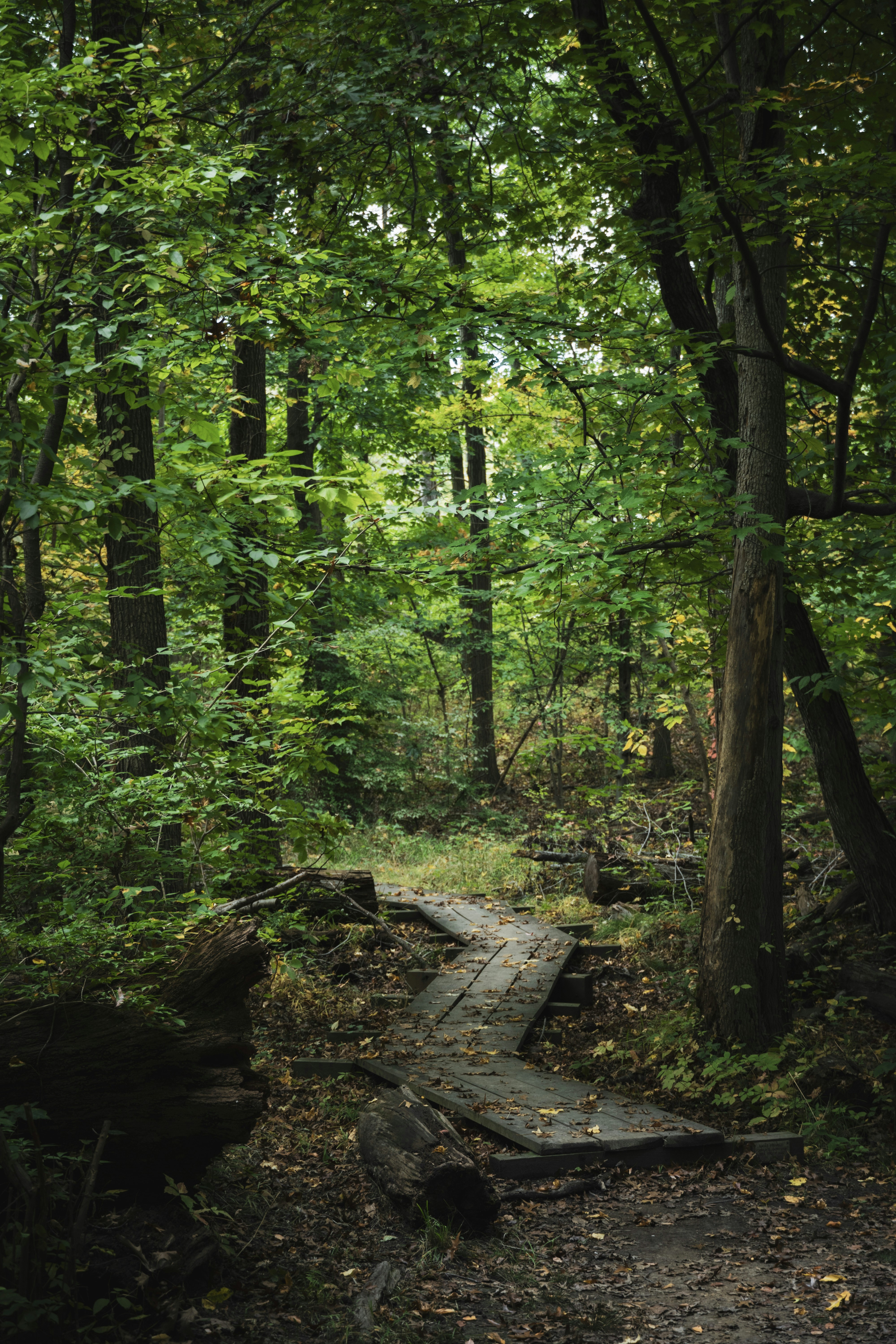 Photo by seandogjani