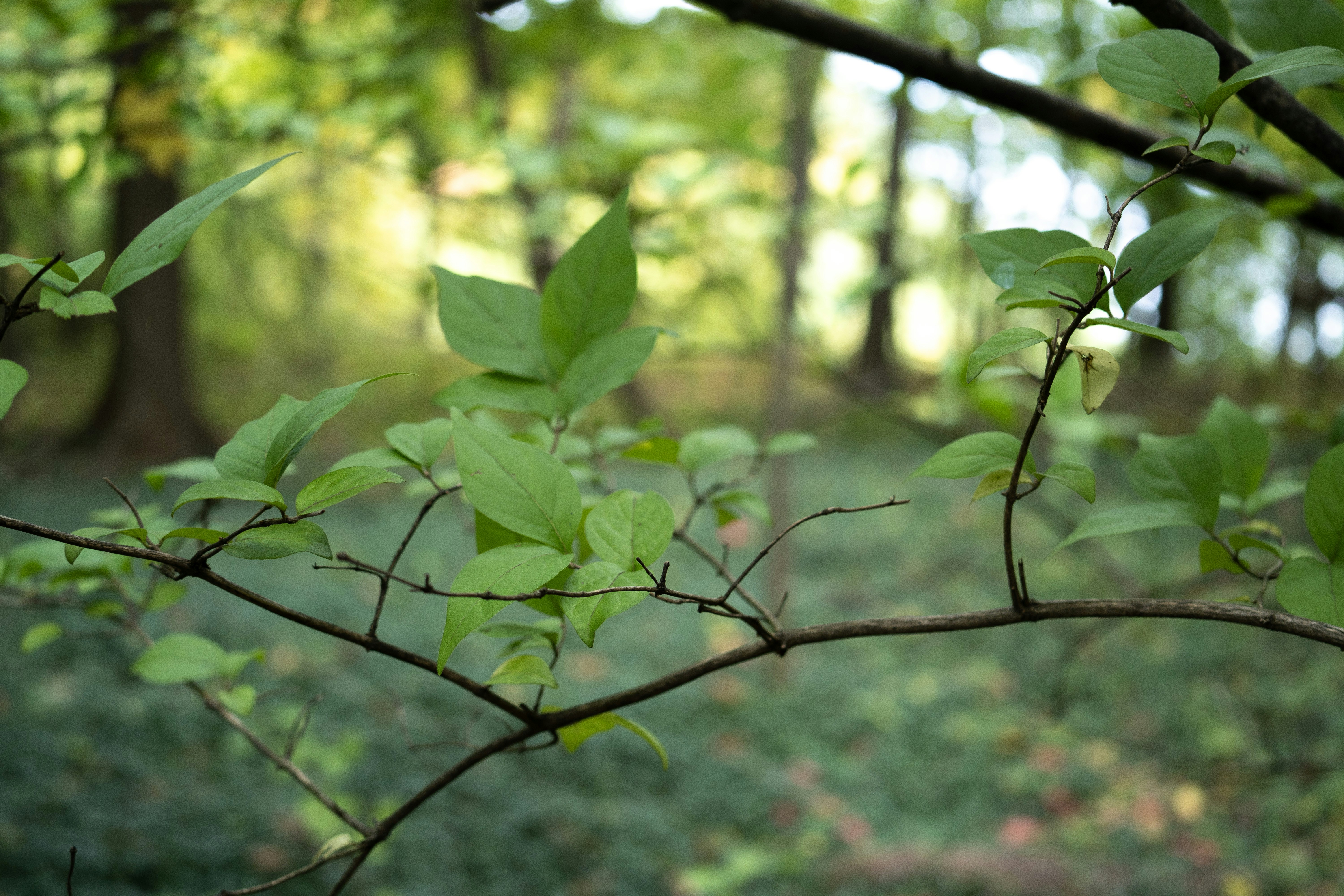 Photo by seandogjani