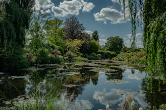 A pond with water lilies and trees around it