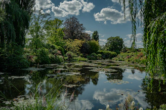 A pond with water lilies and trees around it