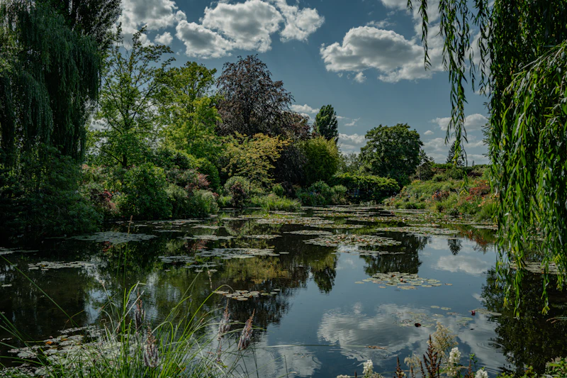 Bassin planté de nénuphars