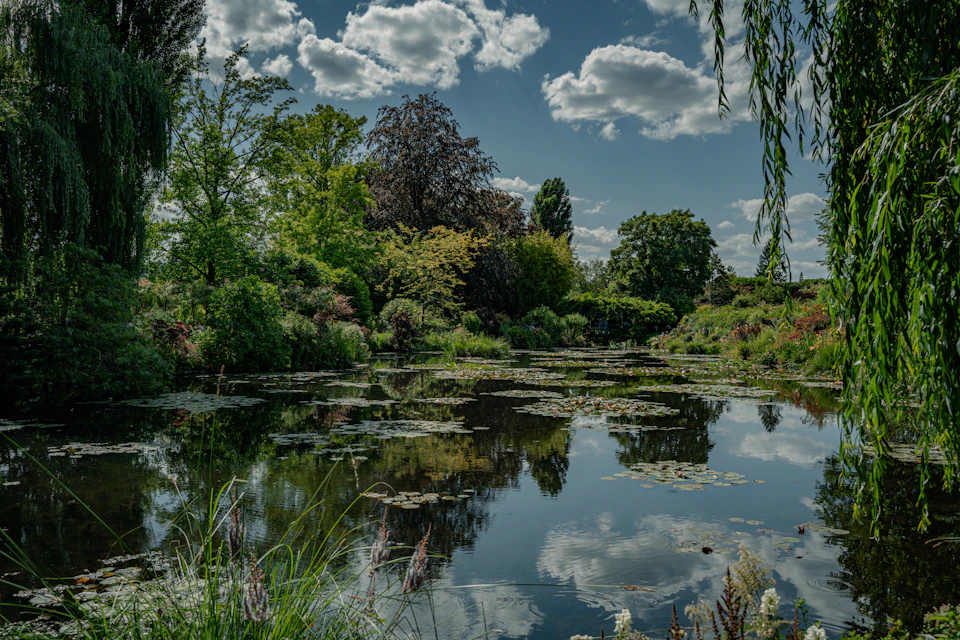 The image depicts a serene pond surrounded by lush greenery, including trees and bushes. The water surface is covered with lily pads, adding to the tranquil atmosphere. The sky above is clear blue with fluffy white clouds, creating a picturesque backdrop for the scene. The perspective of the photo is from ground level, looking down onto the pond, which enhances its beauty and peacefulness.