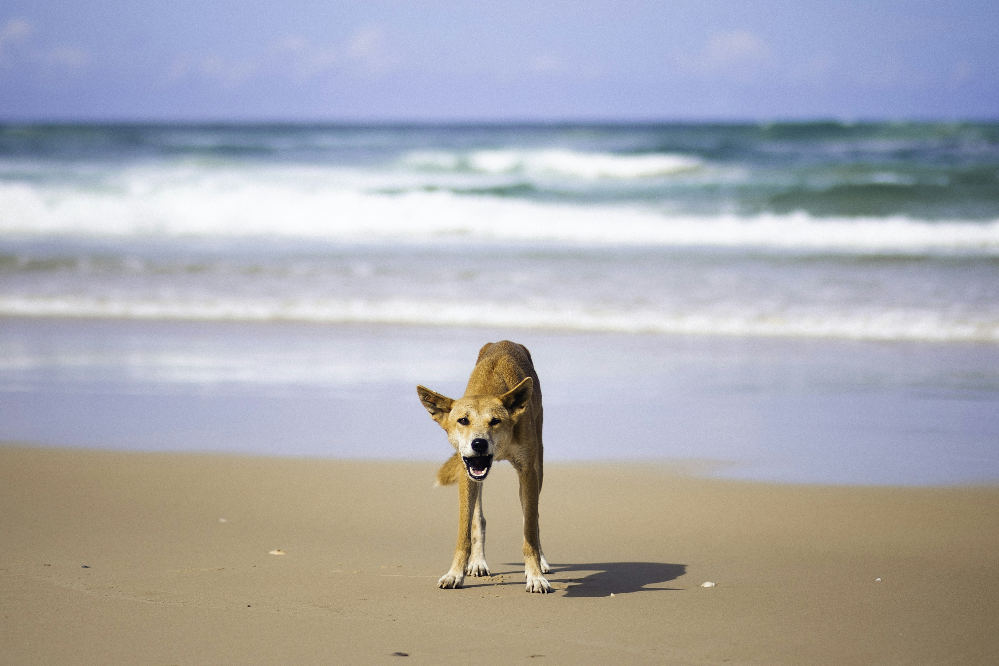 Photo by behindthetmuna