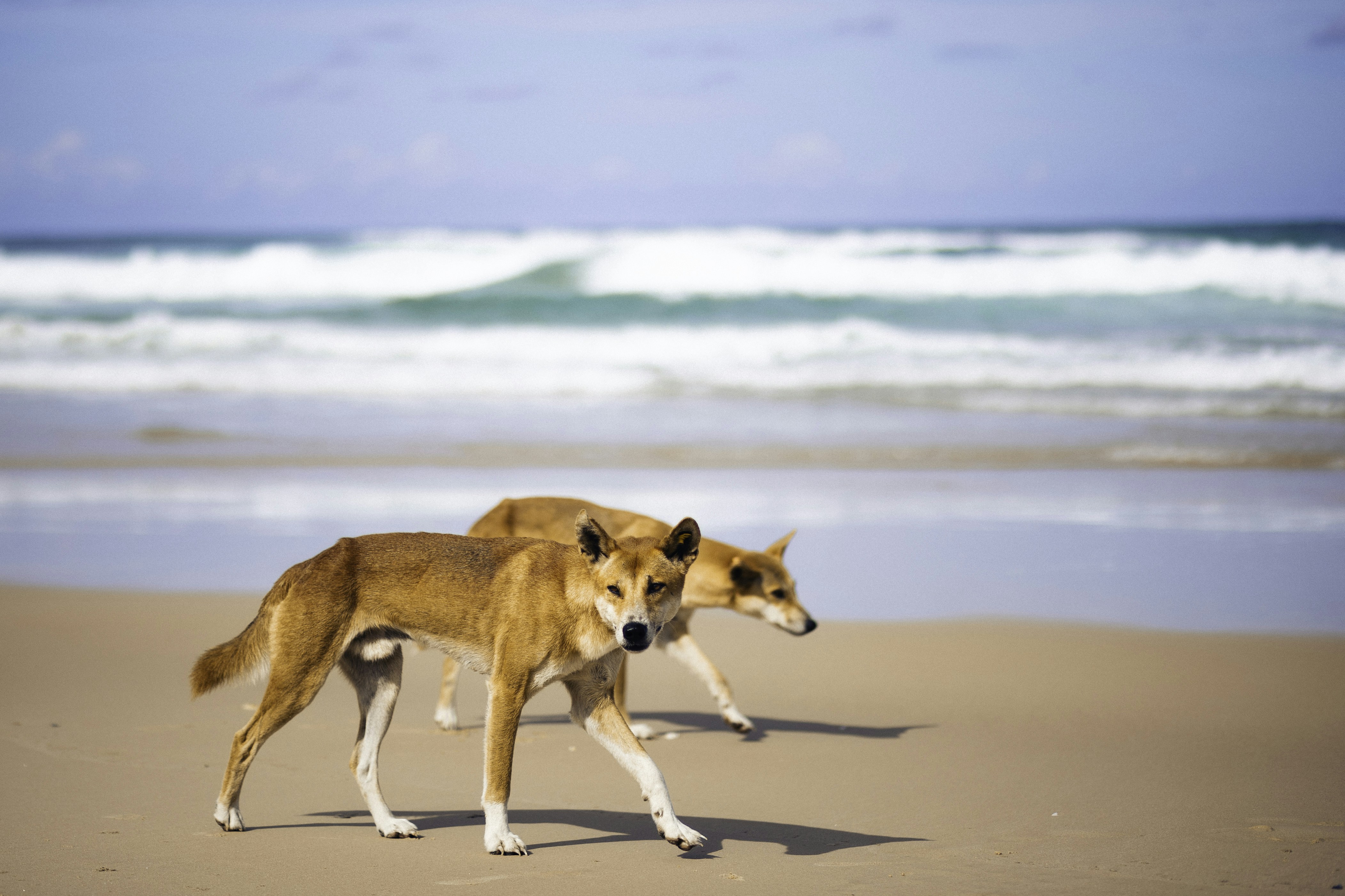 Photo by behindthetmuna