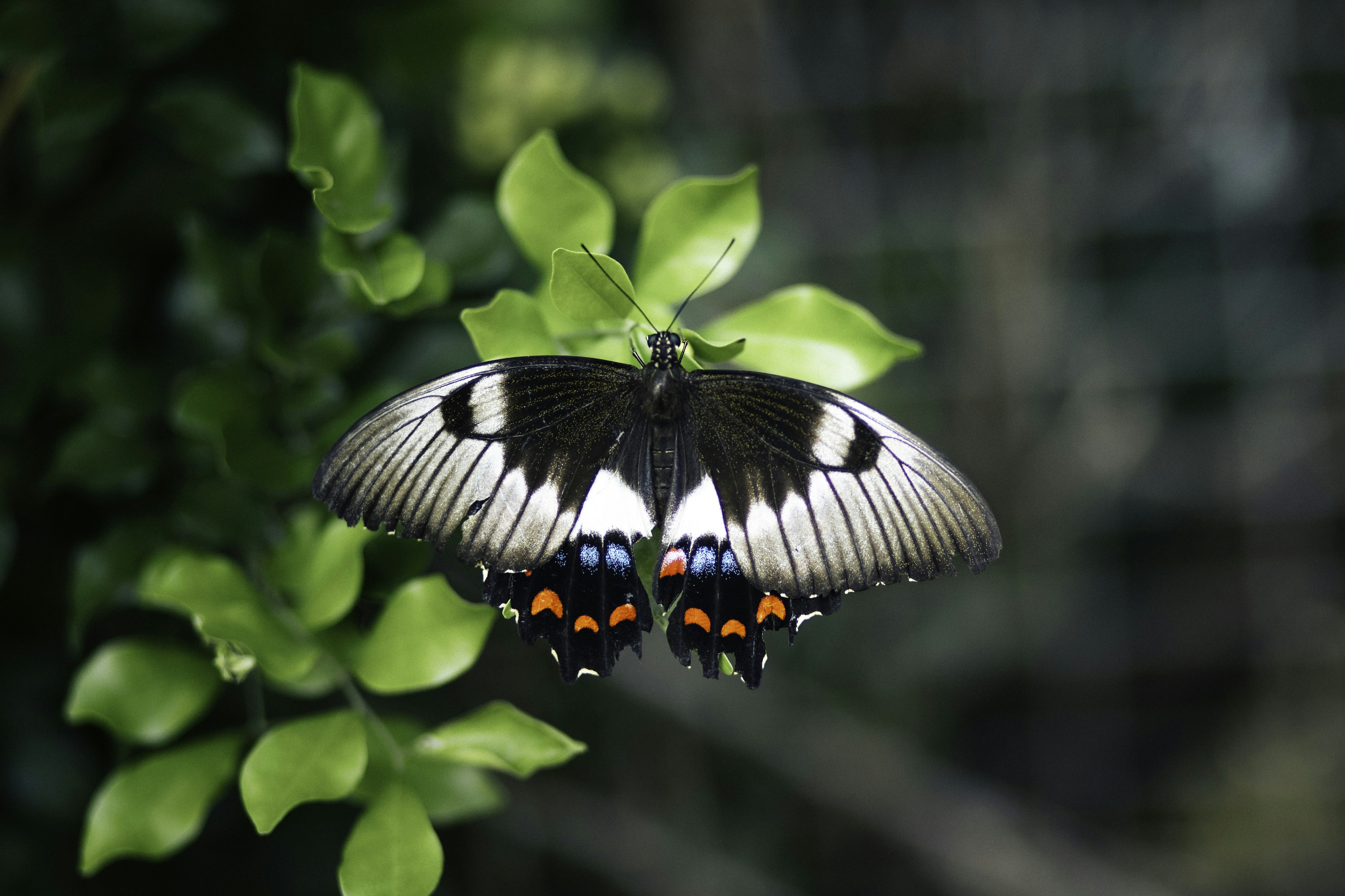 Photo by behindthetmuna