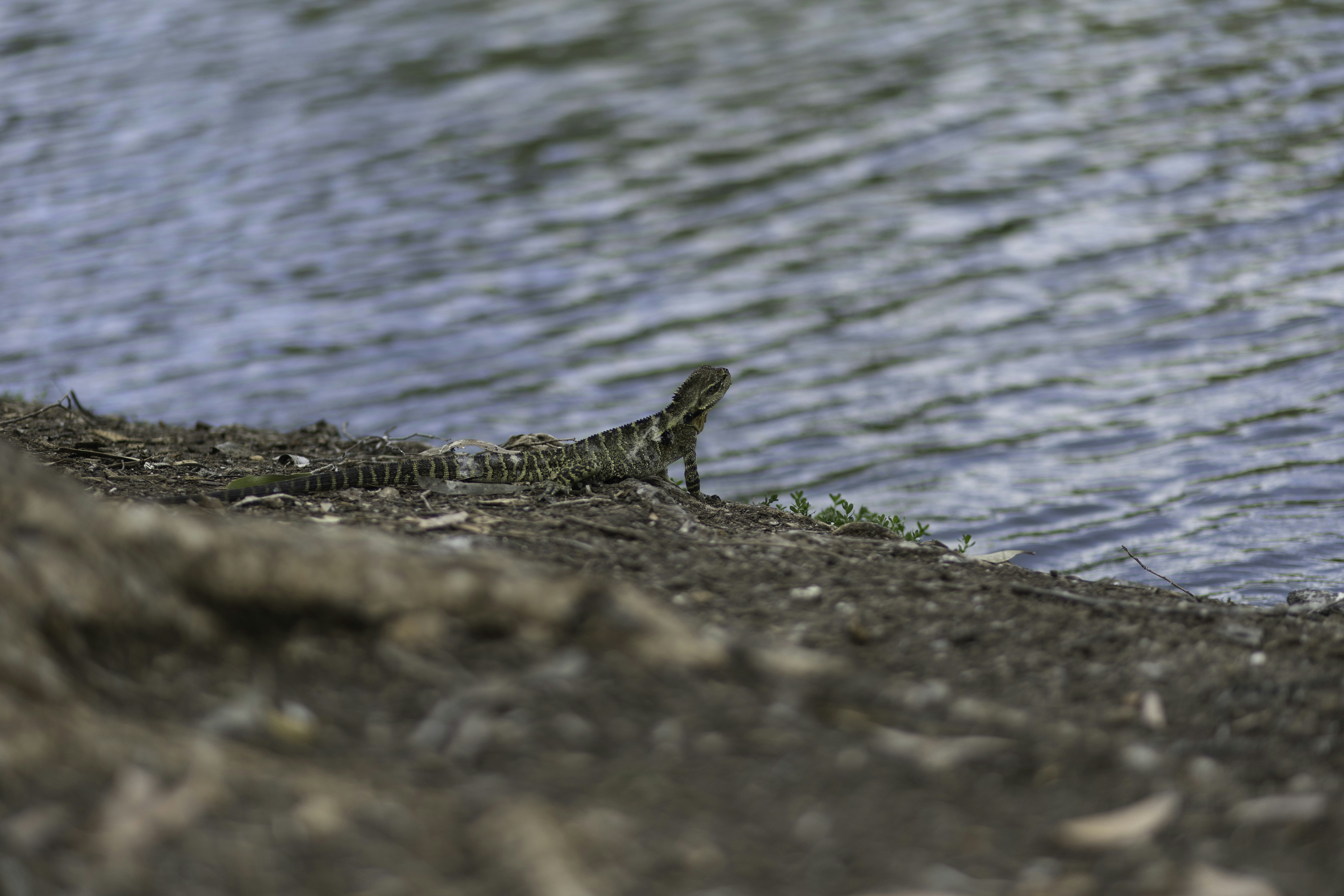 Photo by behindthetmuna