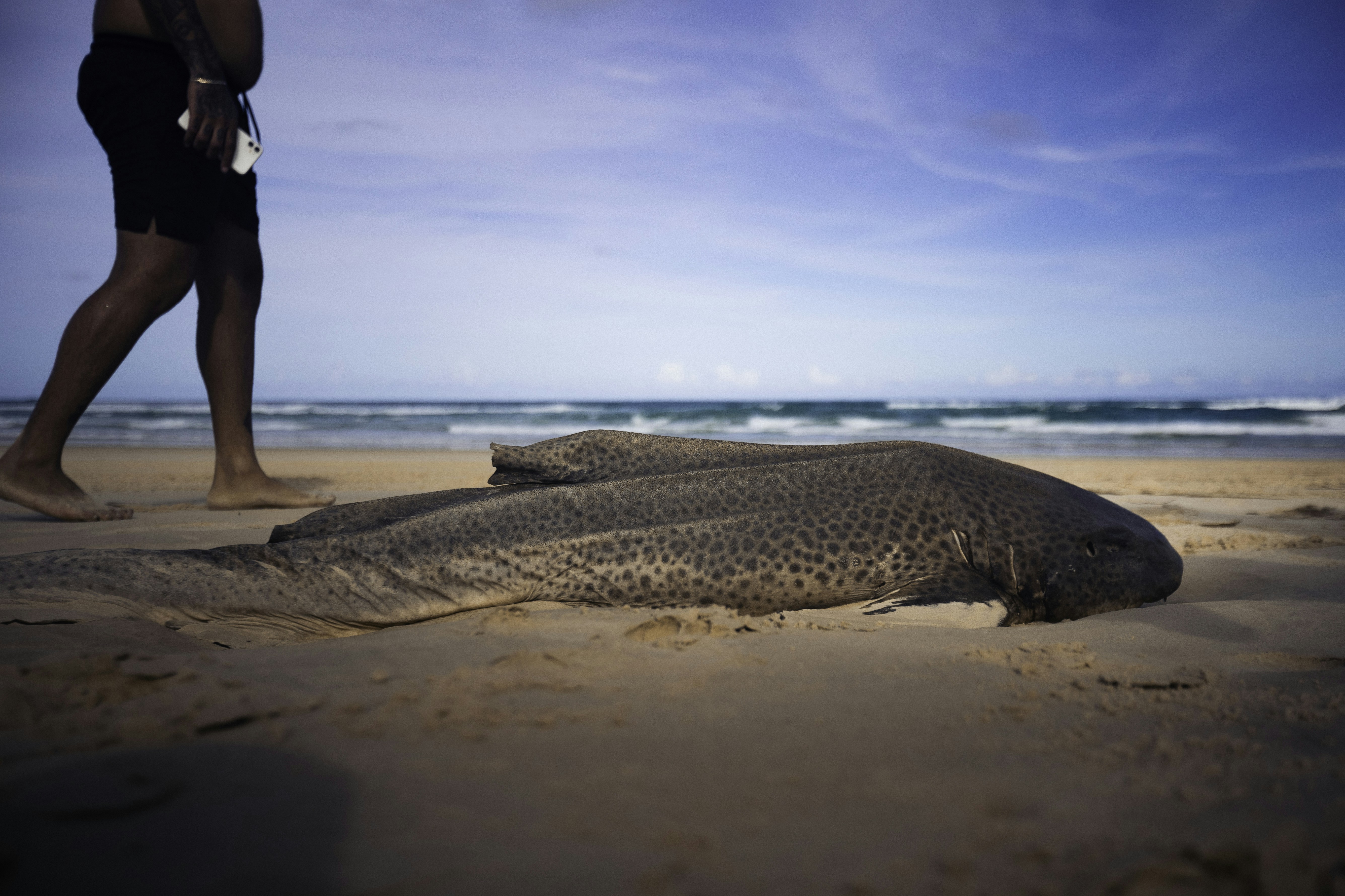 Photo by behindthetmuna