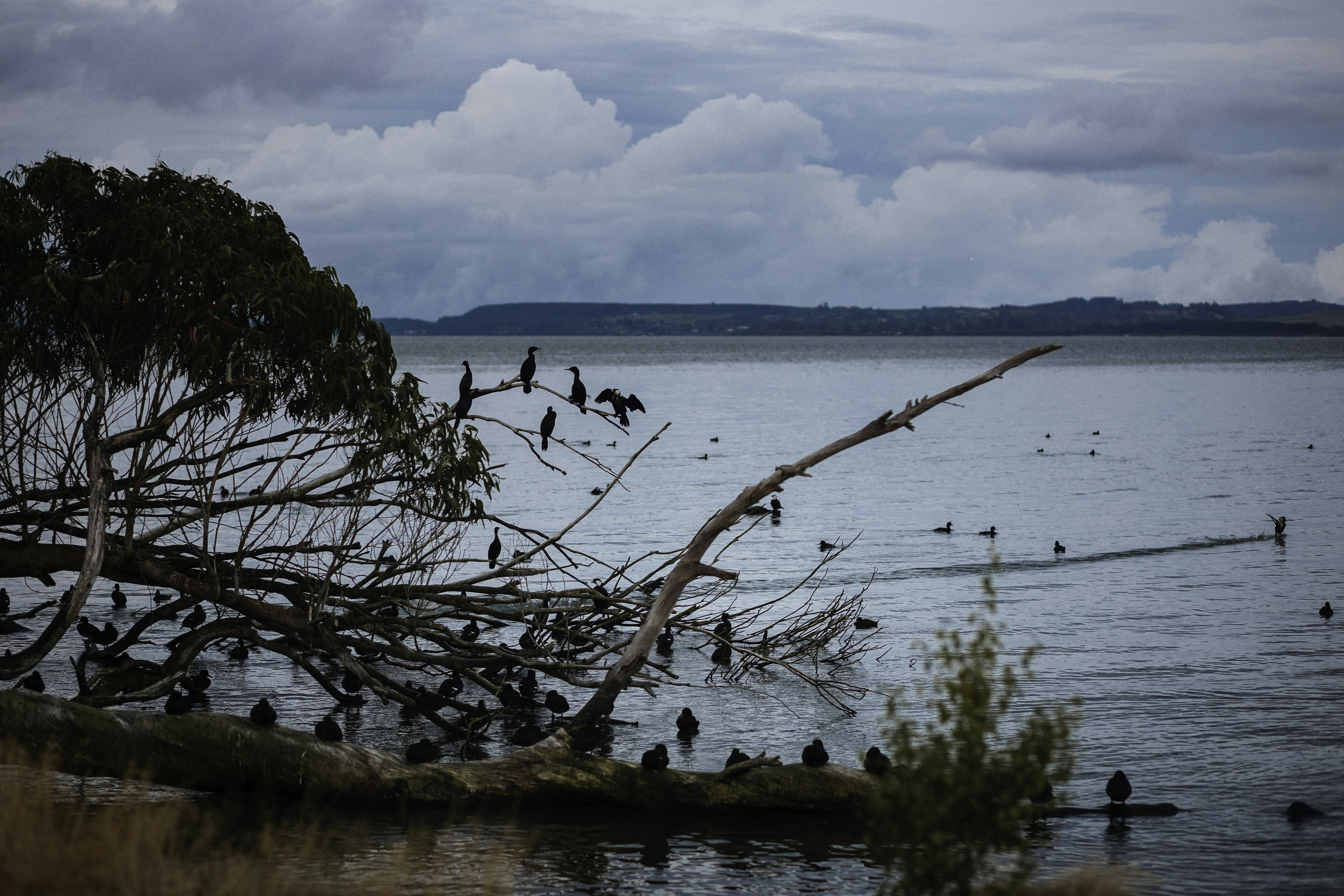 A flock of birds sitting on top of a body of water