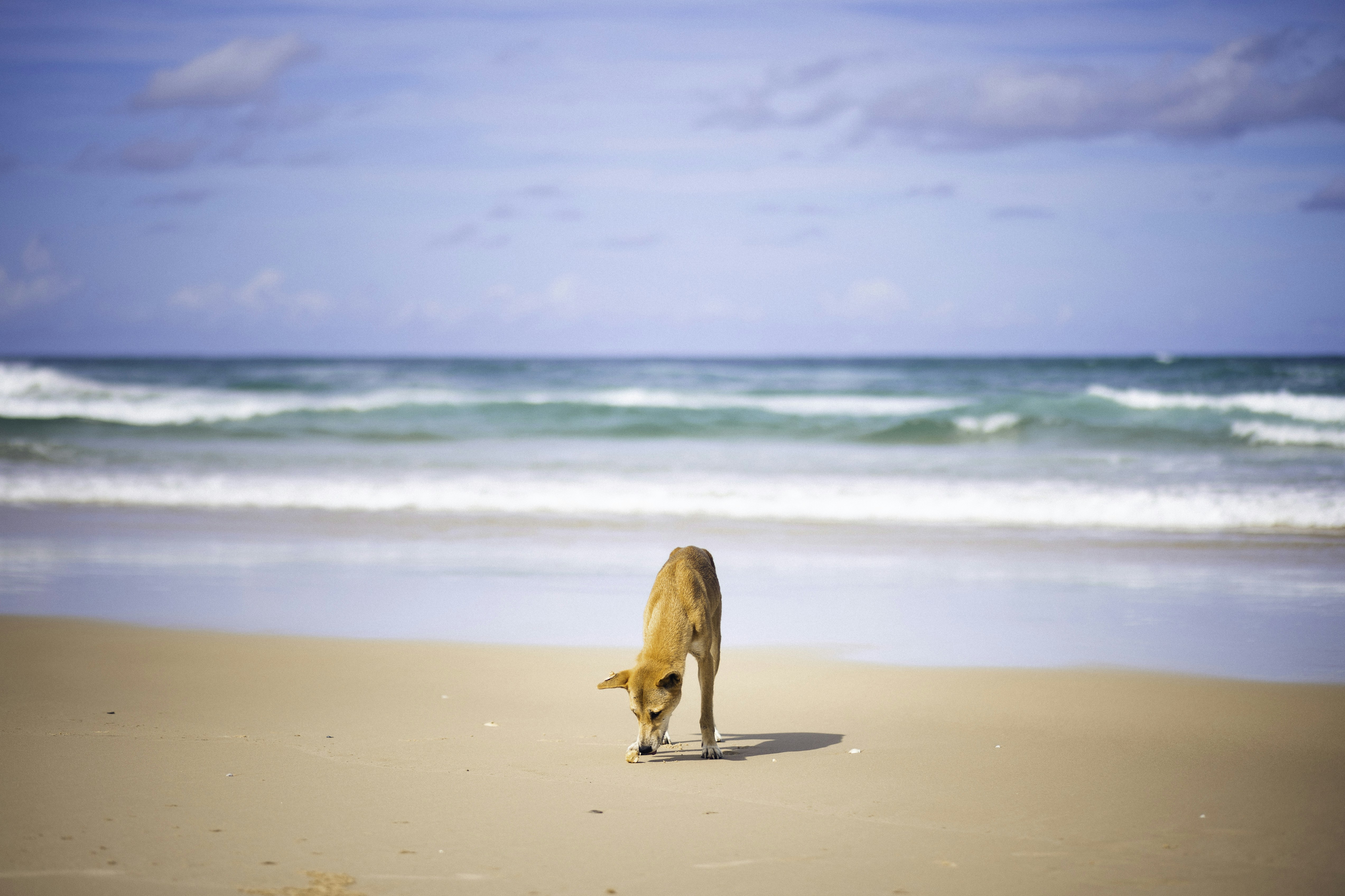 A dog standing on a sandy beach next to the ocean