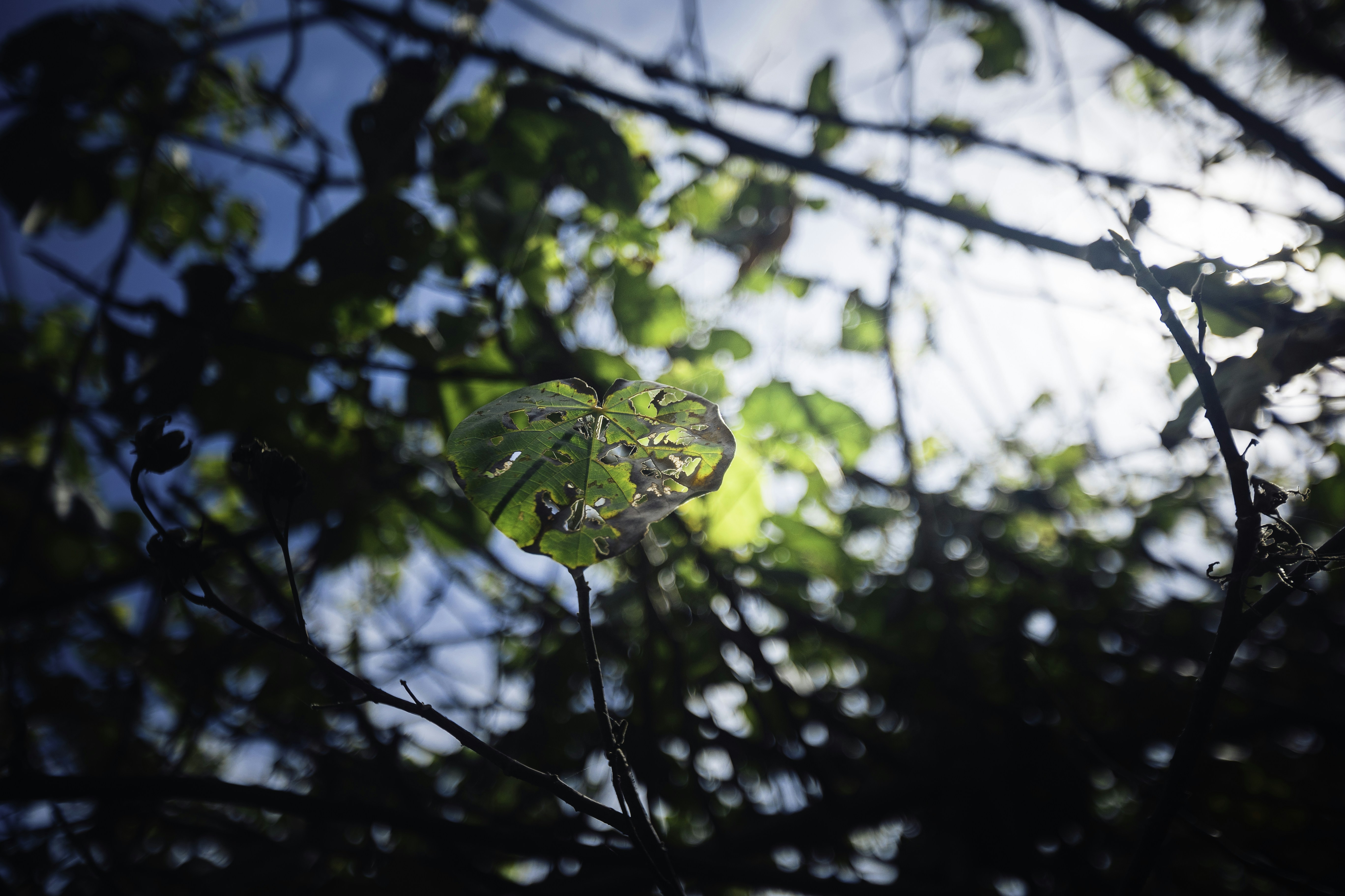 Photo by behindthetmuna