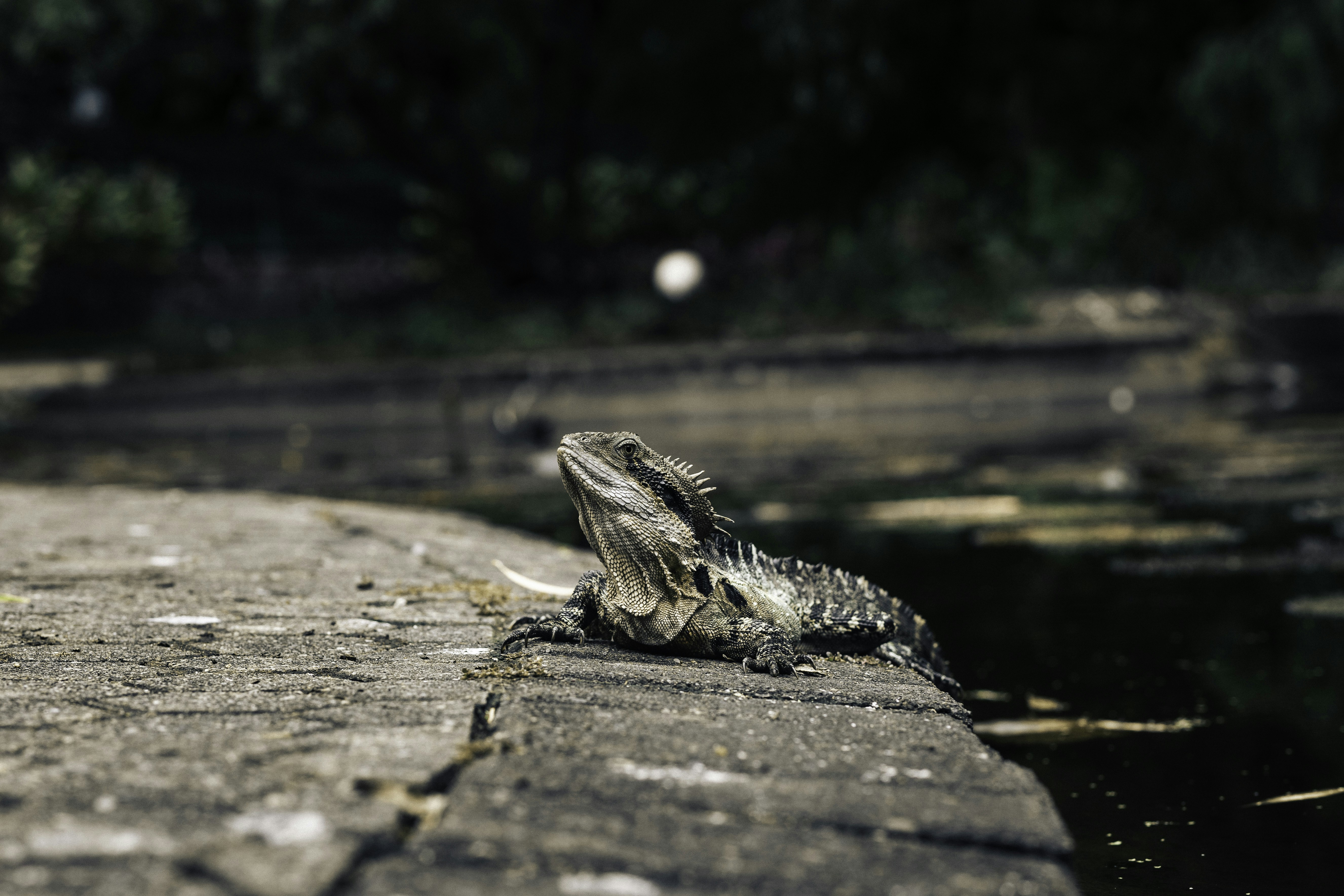 Photo by behindthetmuna