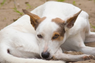 A white and brown dog laying on the ground