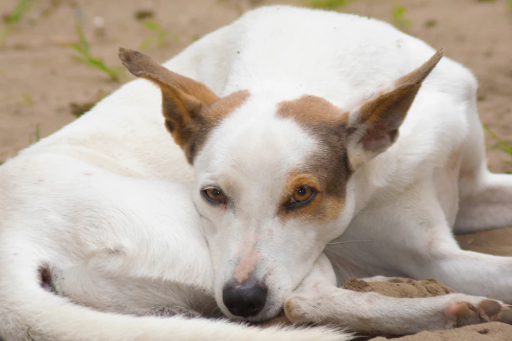 Ibizan Hound, photo 1