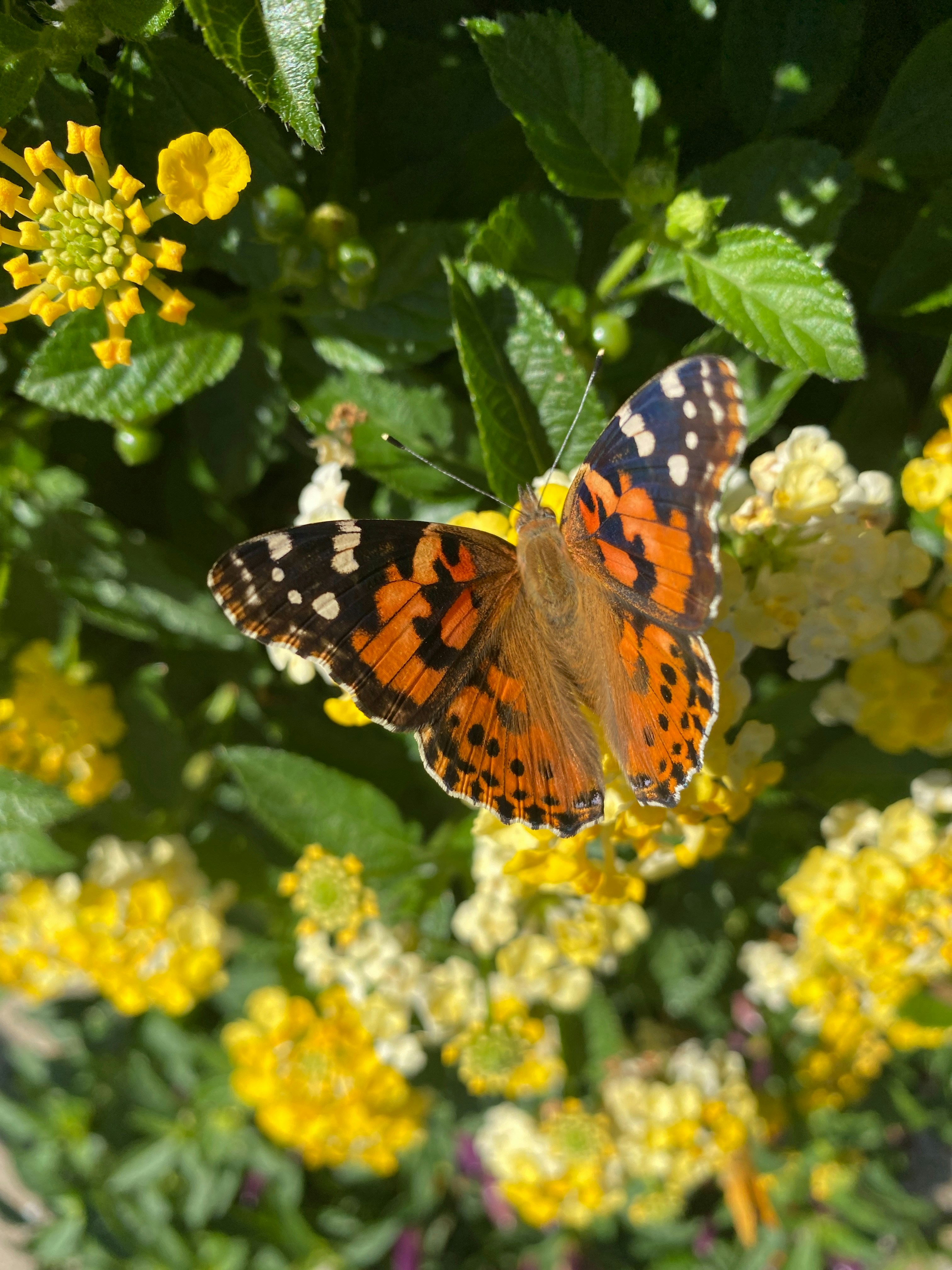 Photo by americanjael