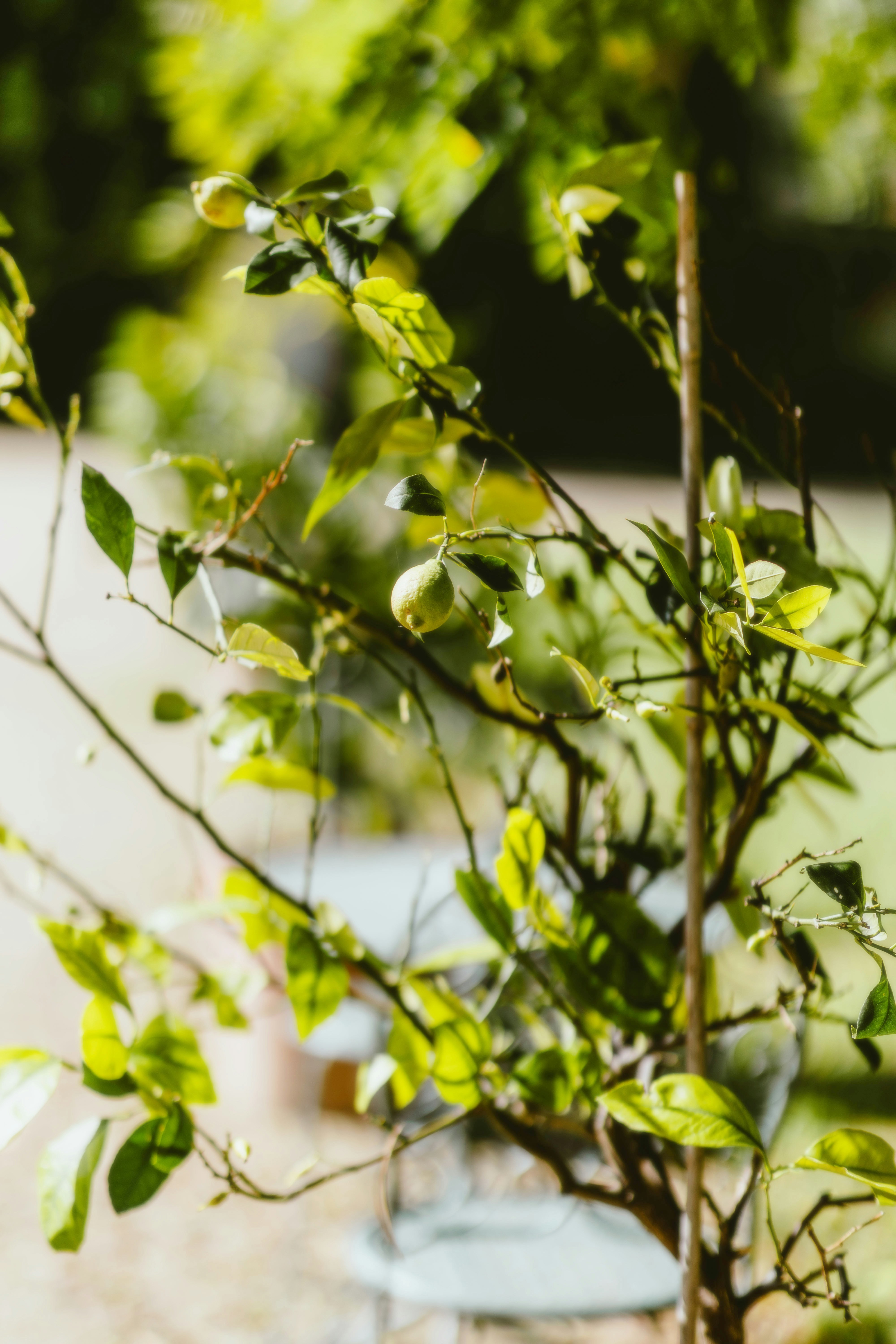 Photo by alingavriliuc