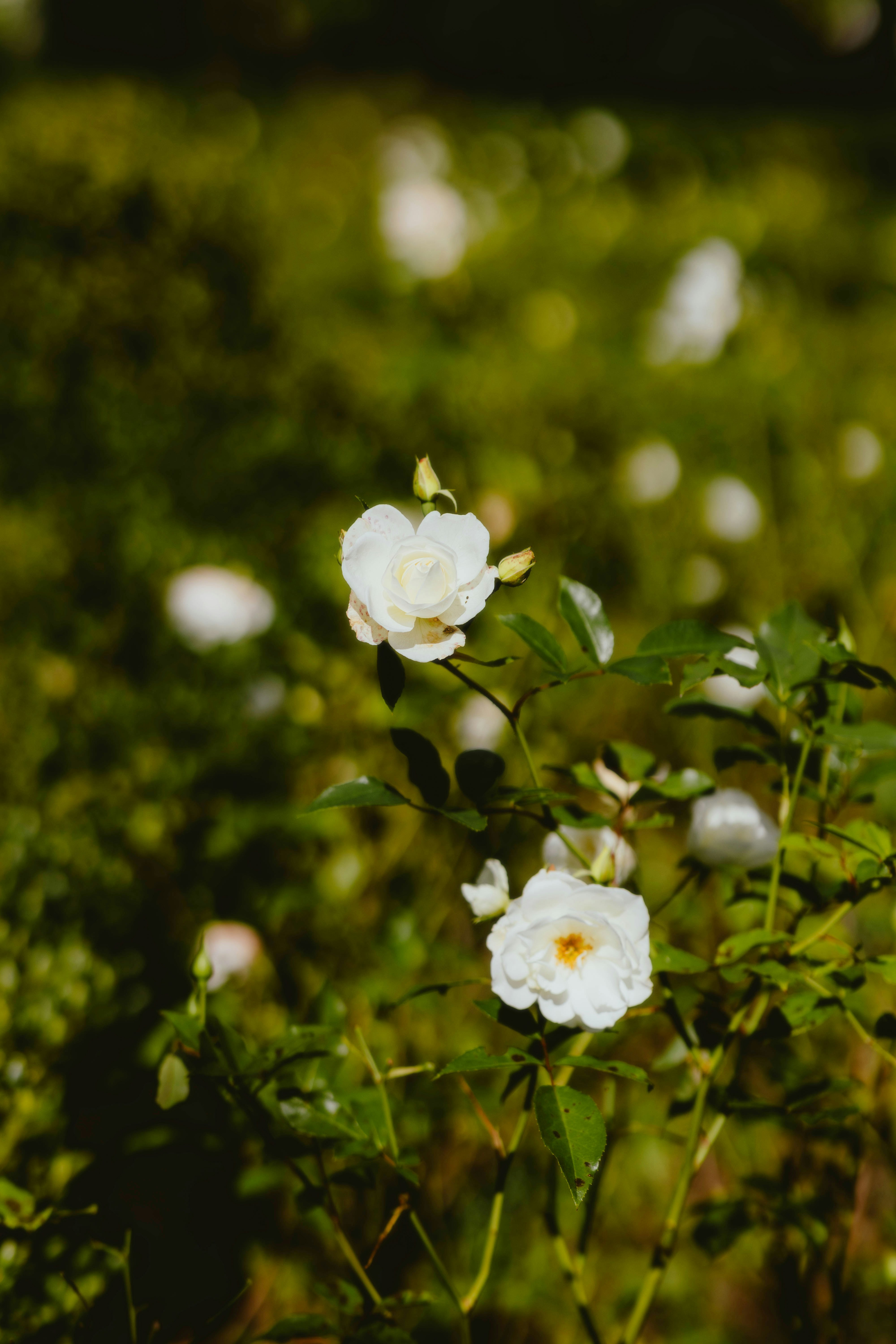 Some white flowers are growing in a field