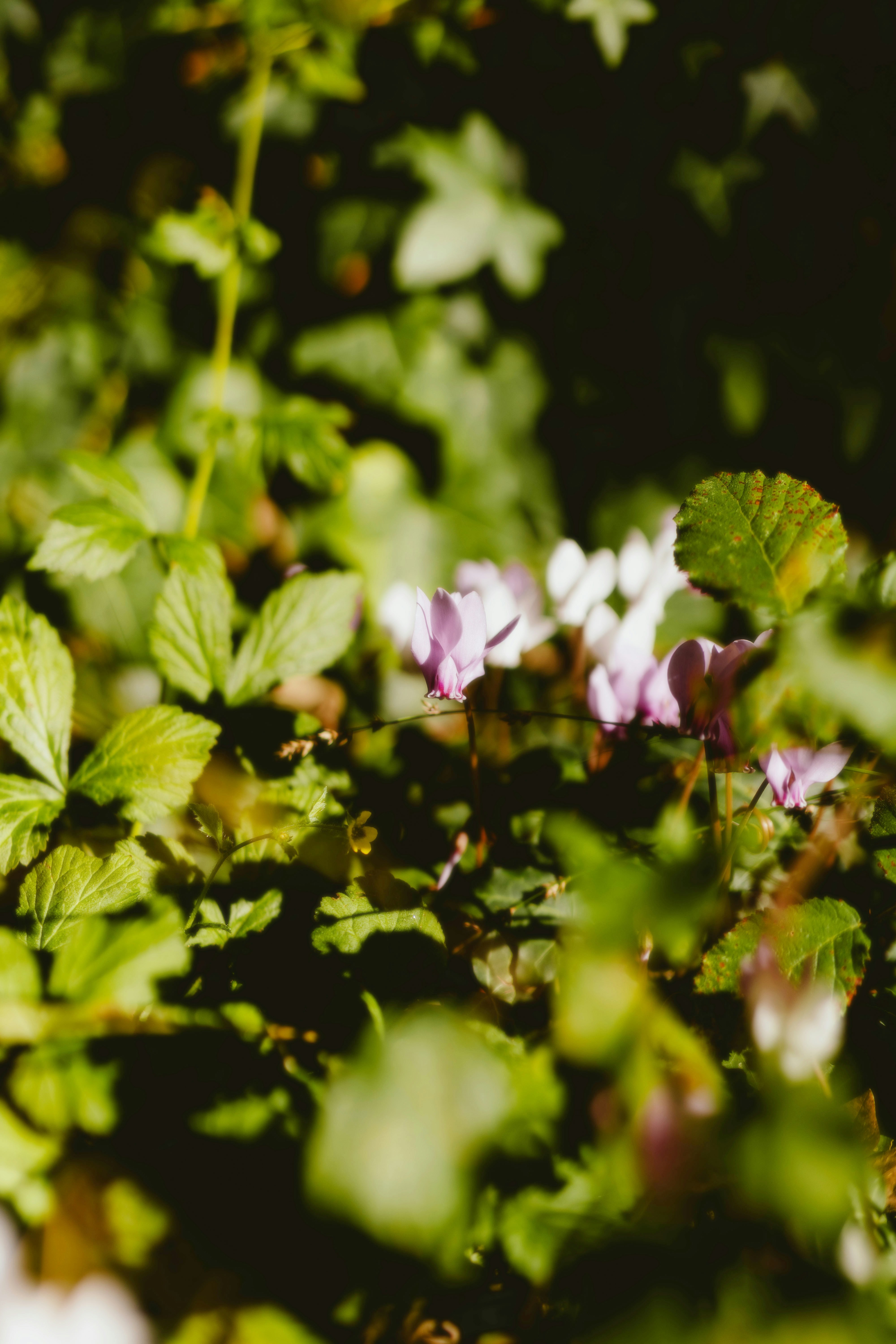 Photo by alingavriliuc