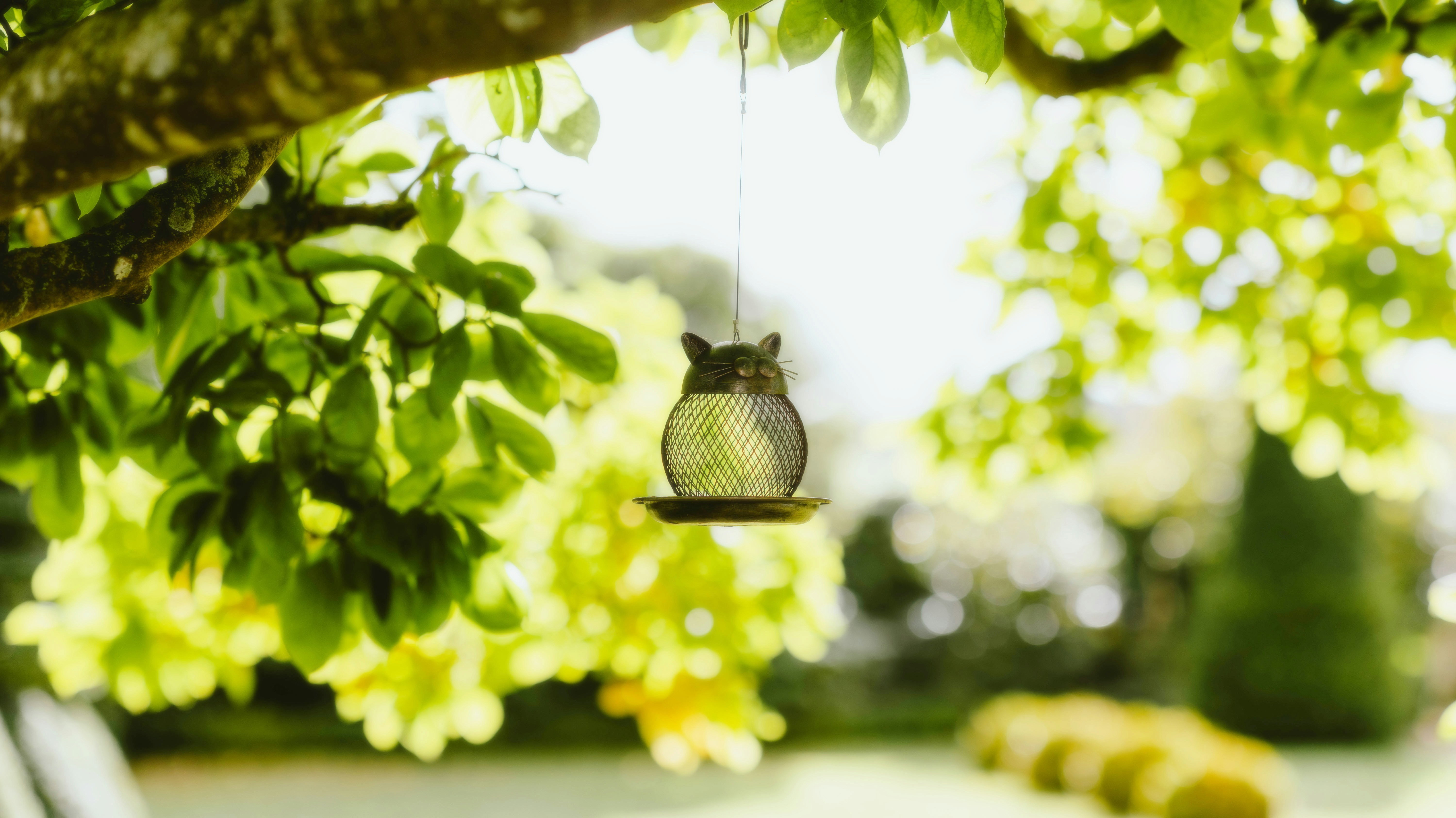 Photo by alingavriliuc