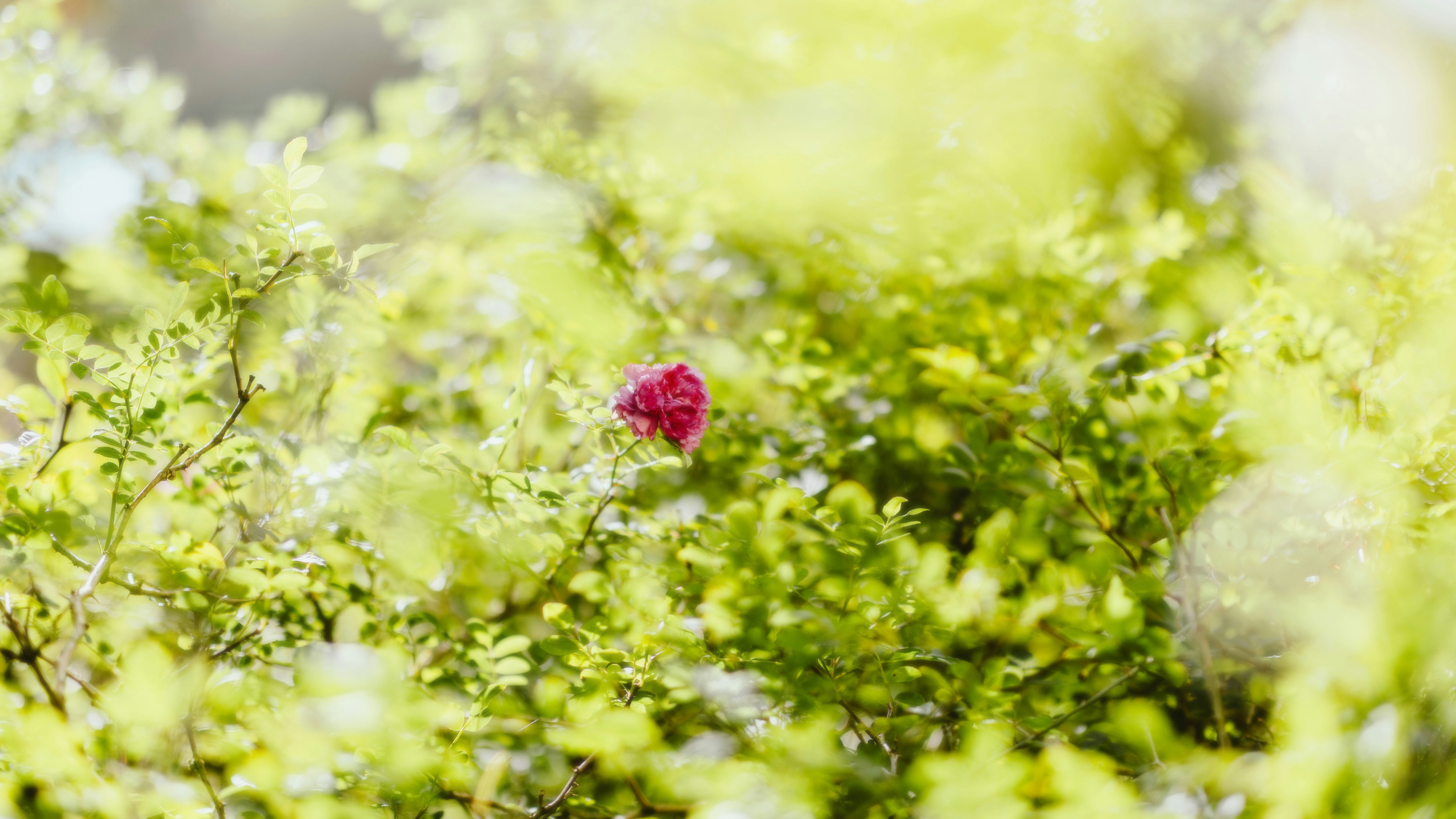 Photo by alingavriliuc