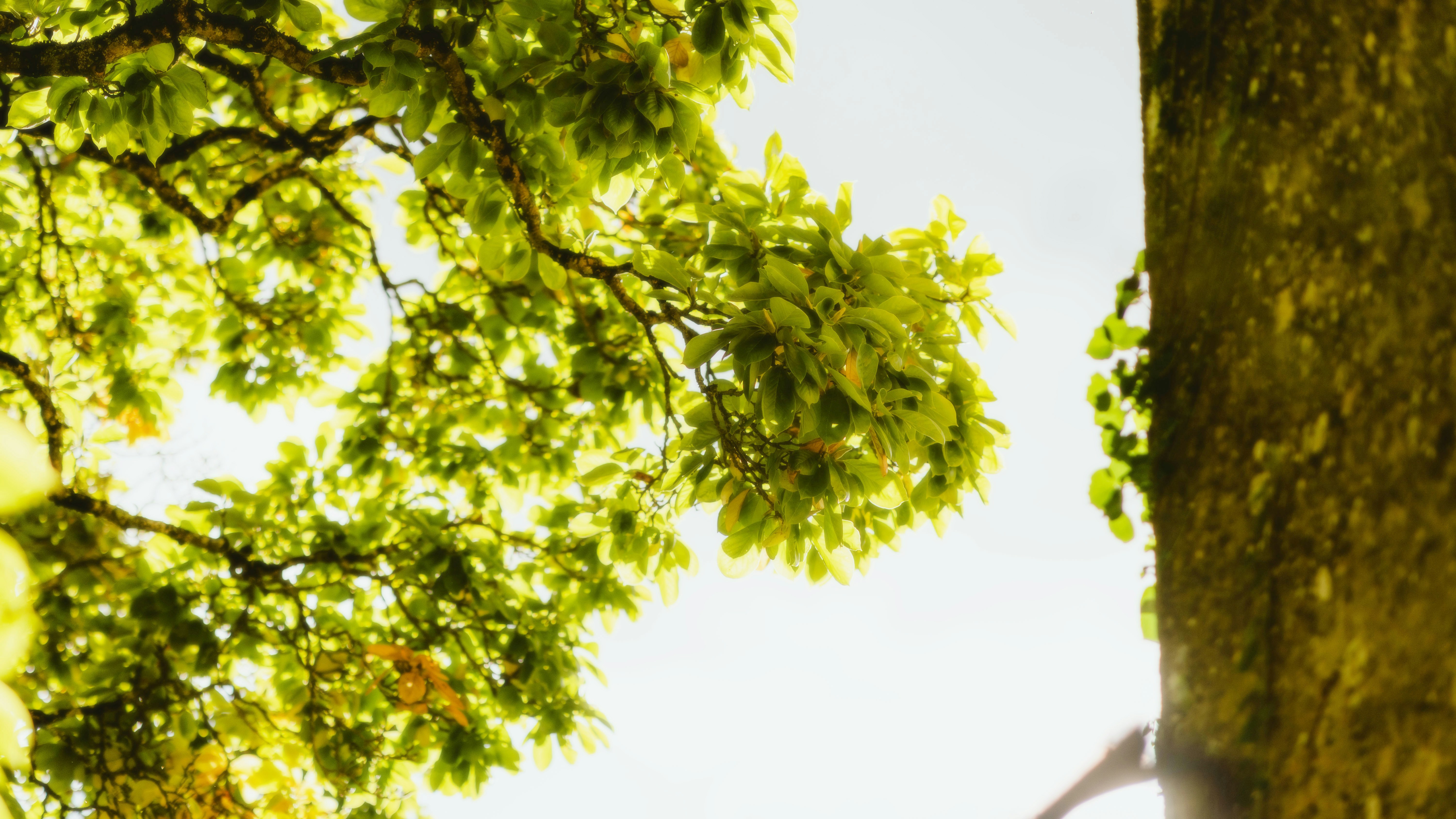 Photo by alingavriliuc