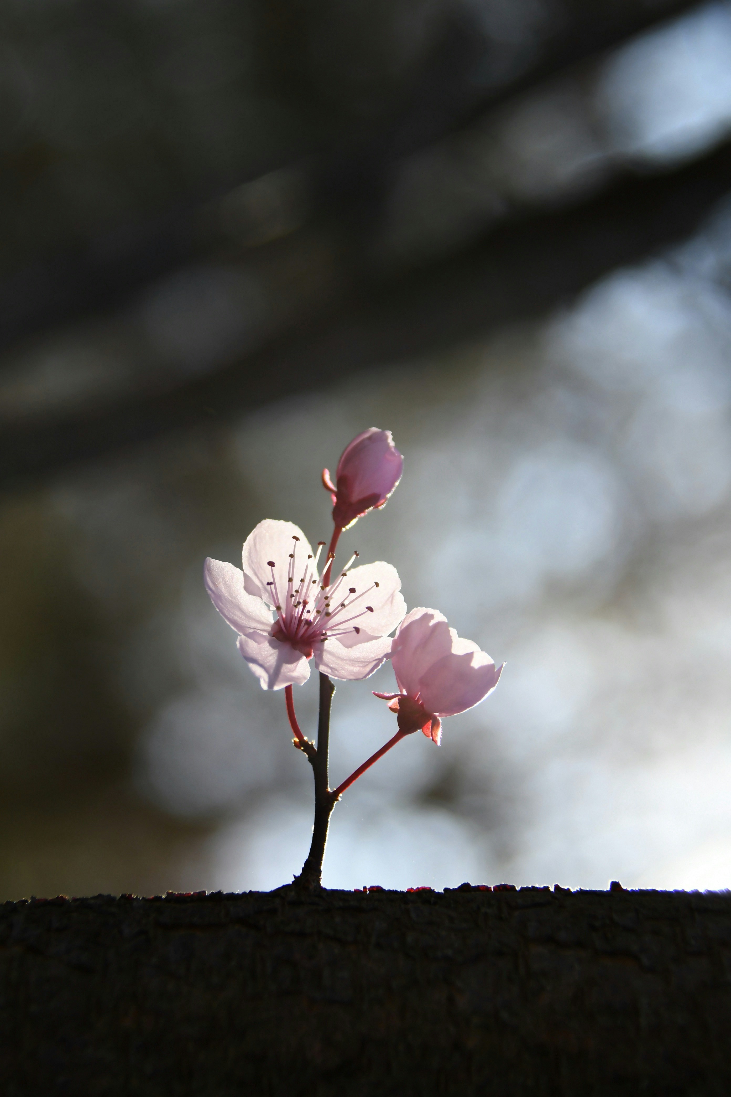 Photo by osiegal