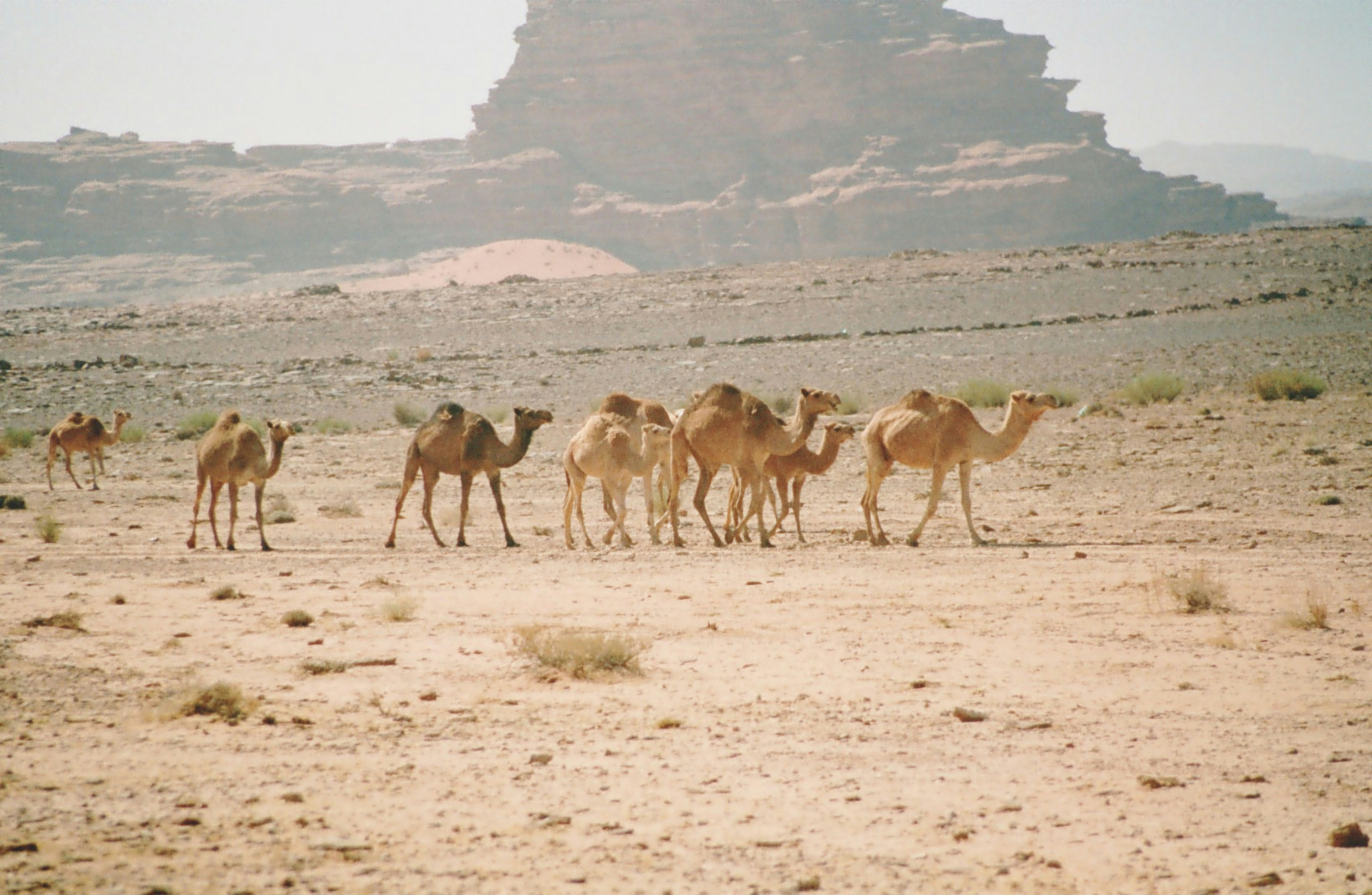 A group of camels walking in the desert