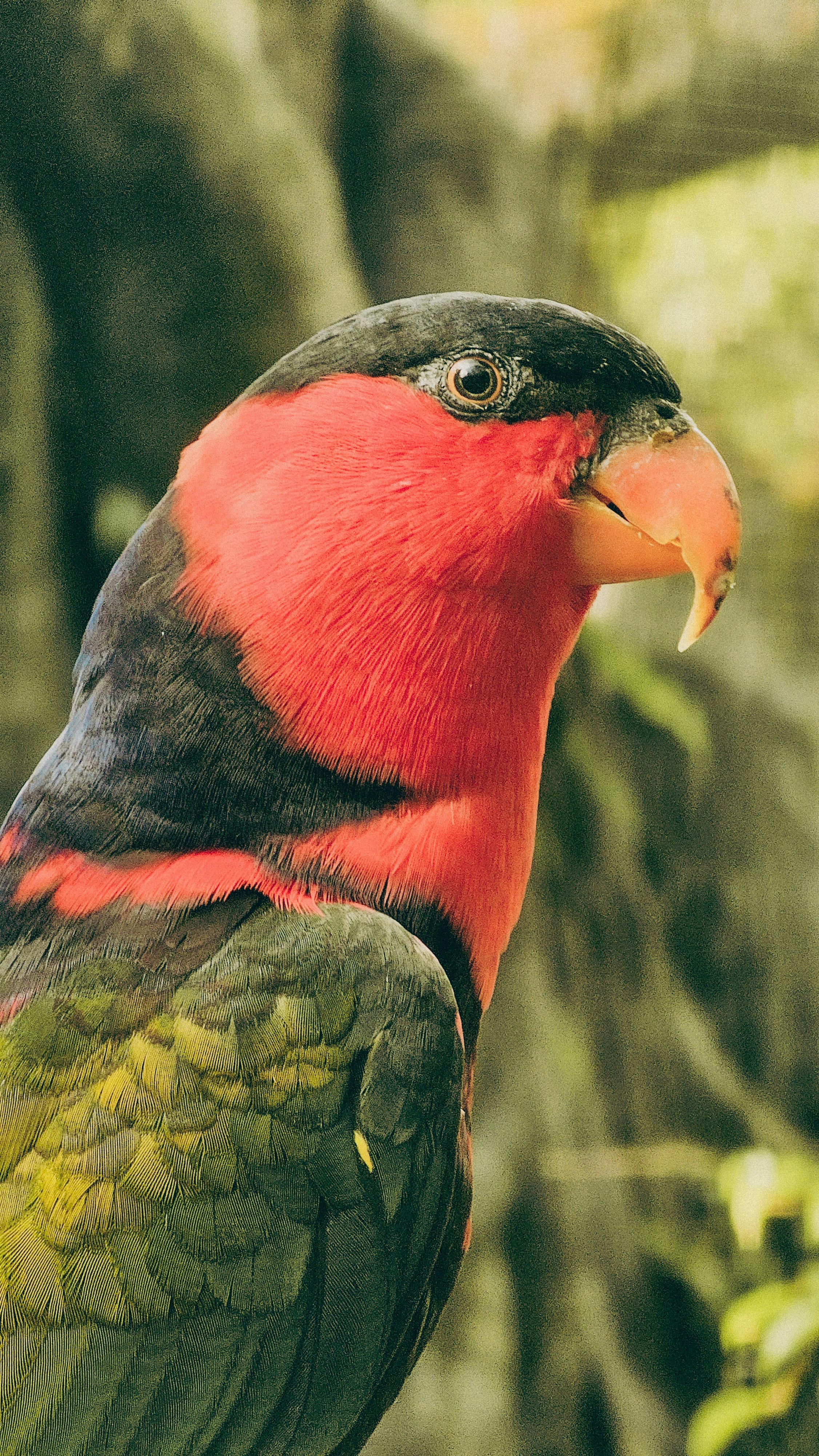 Un primer plano de un pájaro en la rama de un árbol