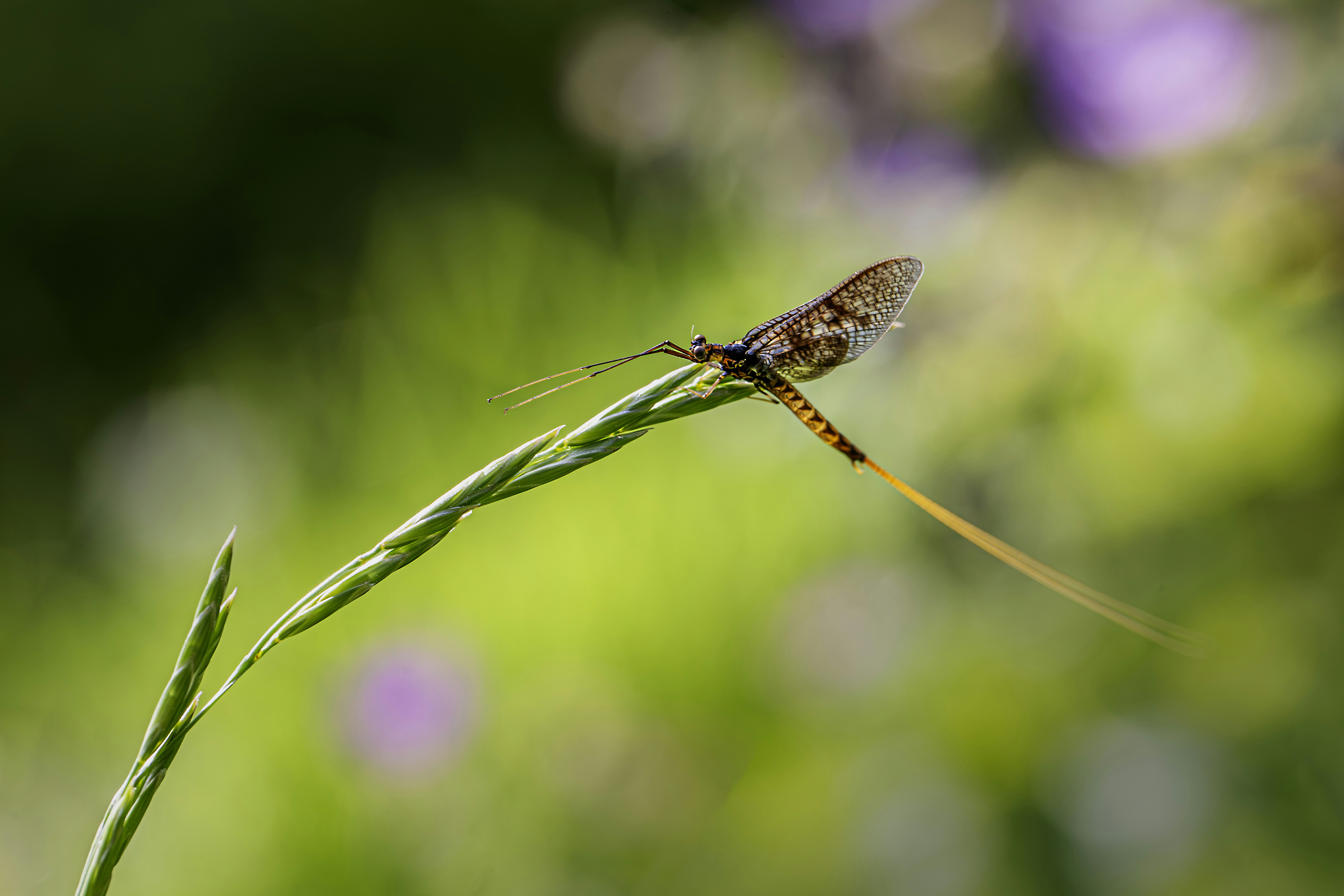 Photo by erik_karits