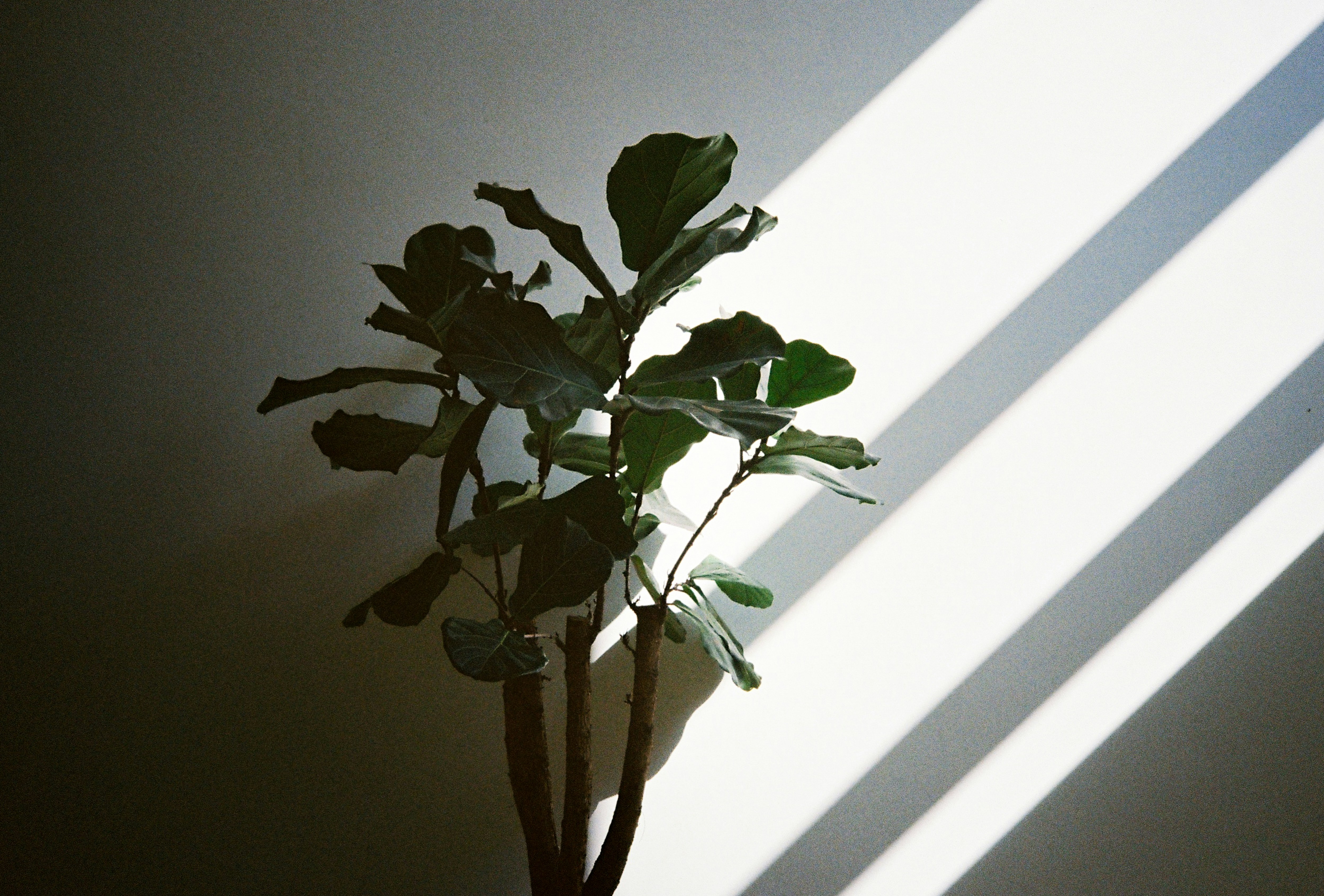 A potted plant sitting in the corner of a room