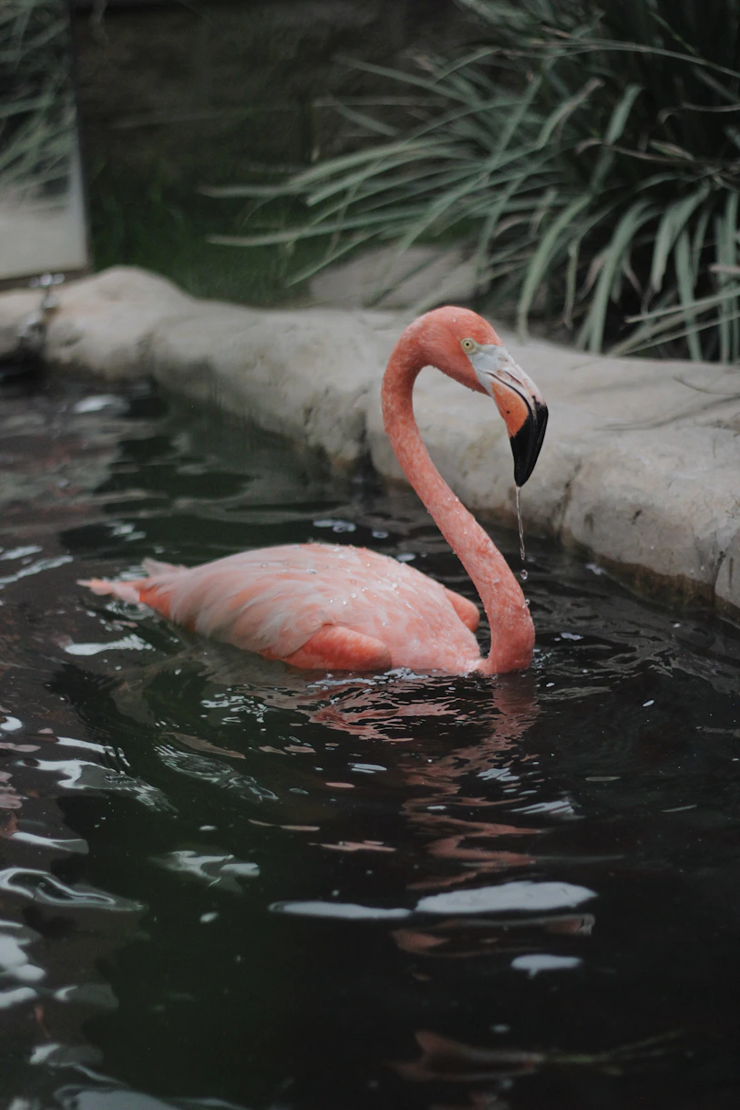 A pink flamingo swimming in a pool of water