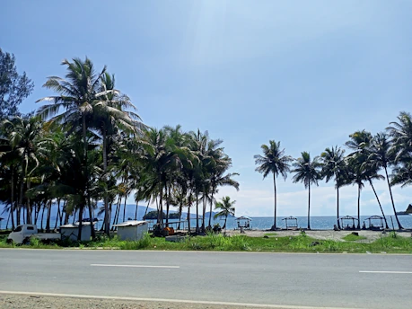 Palm trees line the side of a road near the ocean