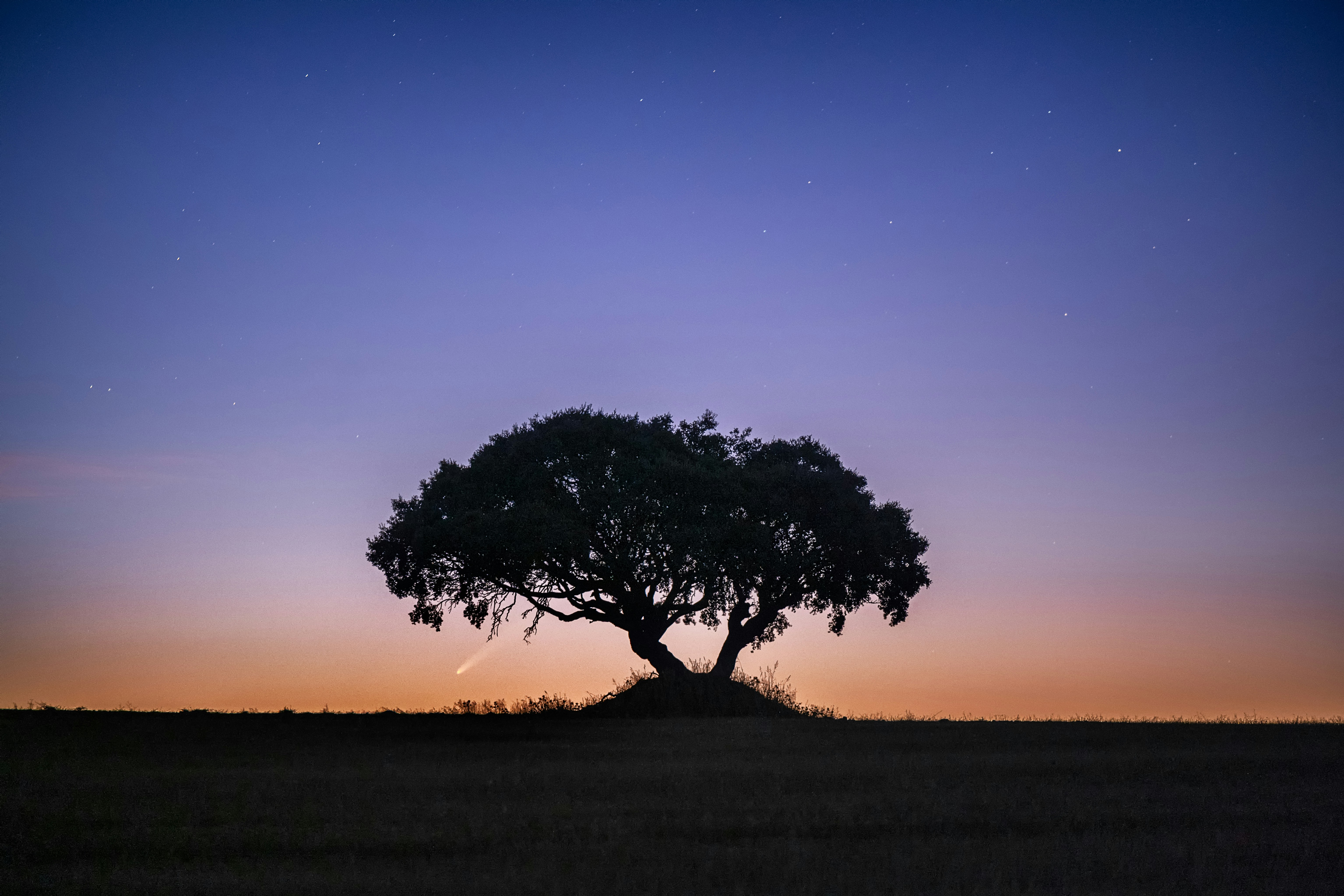 A lone tree in the middle of a field