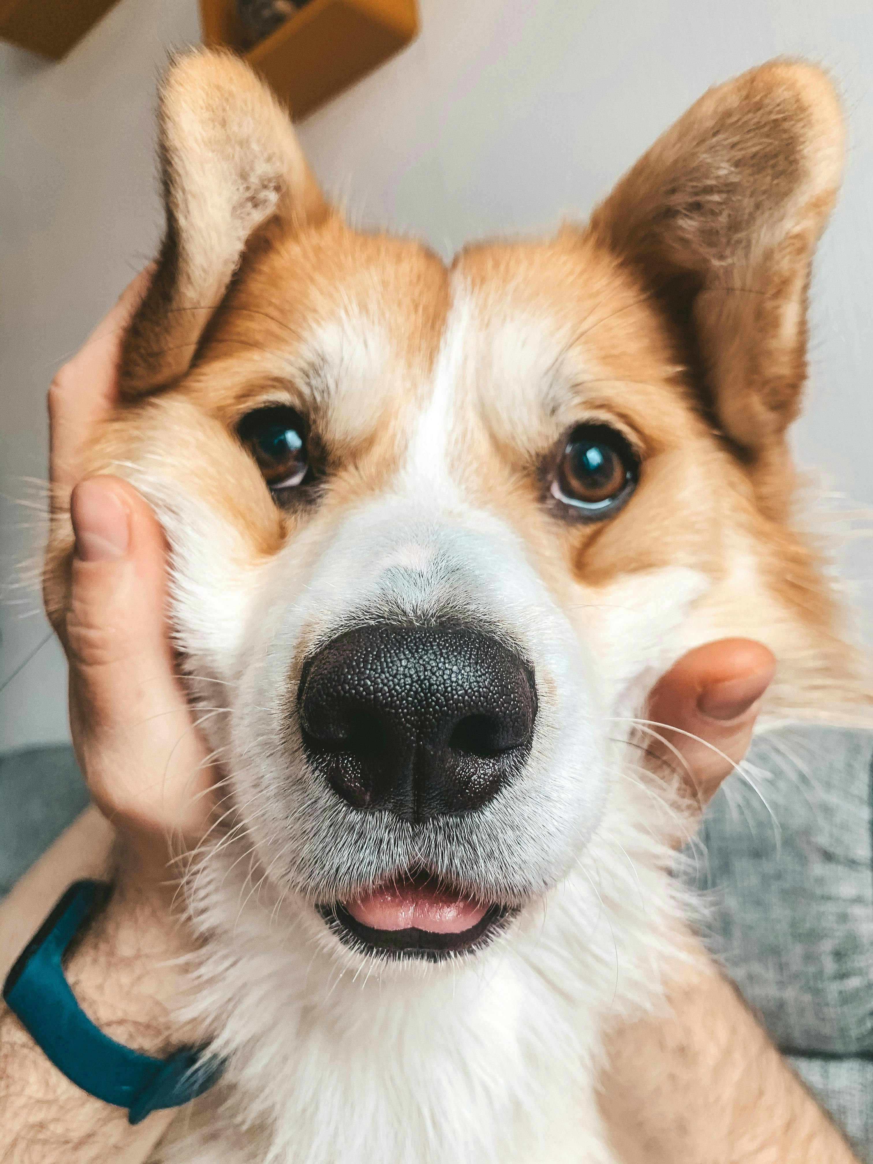 A dog that is sitting on a couch
