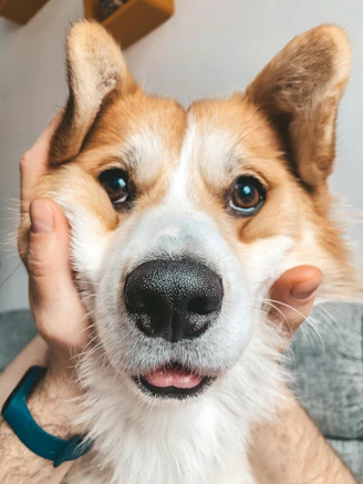 A dog that is sitting on a couch