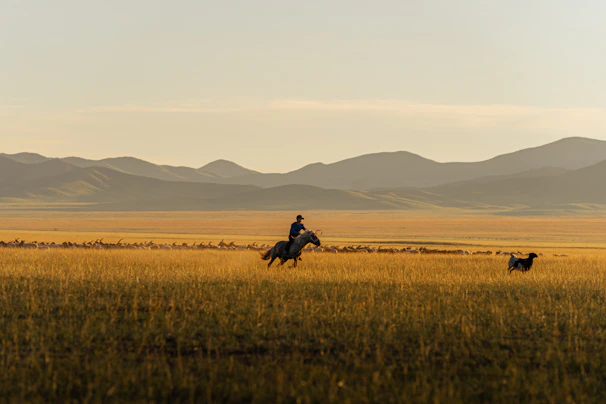 A person riding a horse in the middle of a field