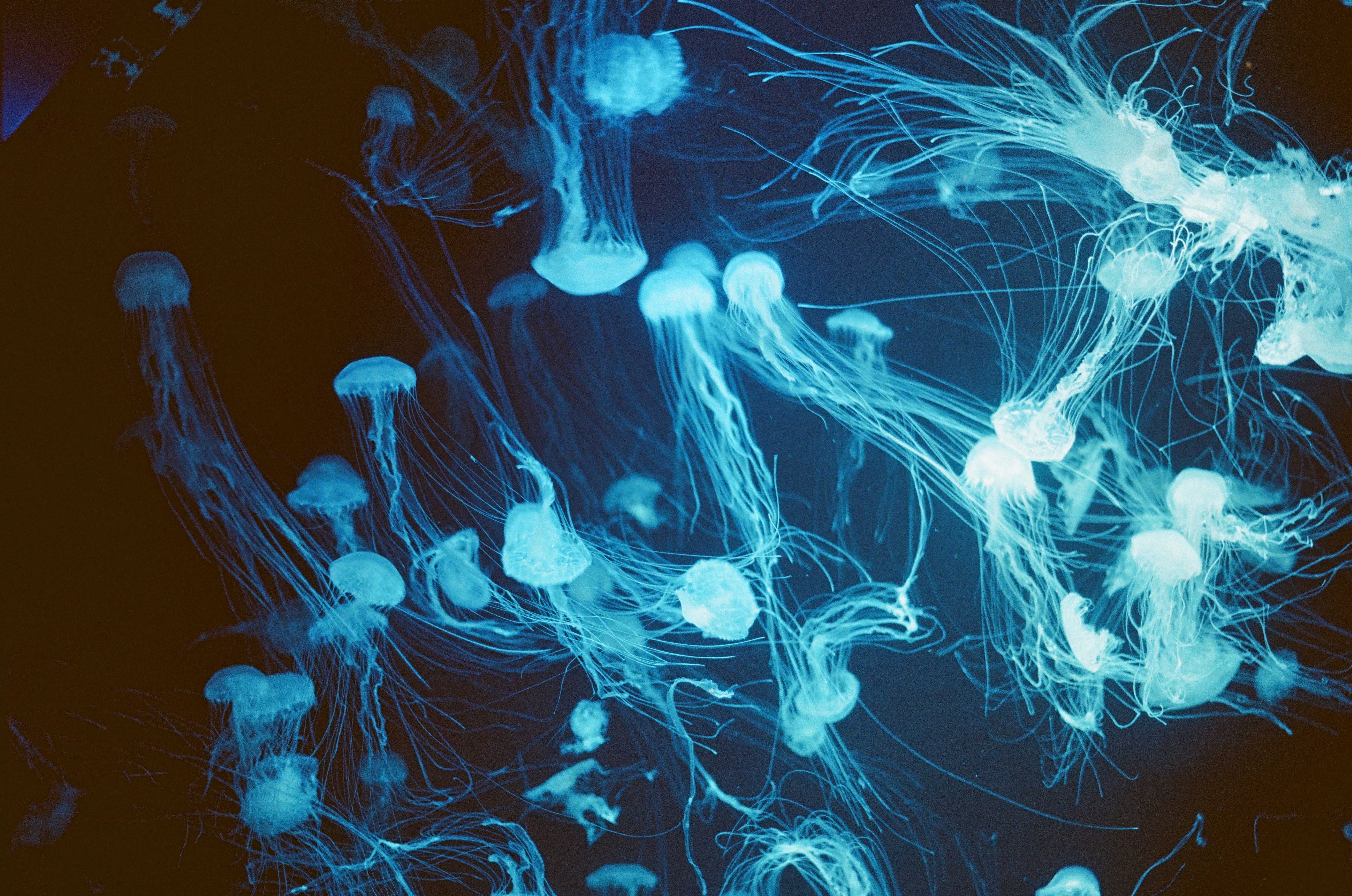 A bunch of jellyfish swimming in the water